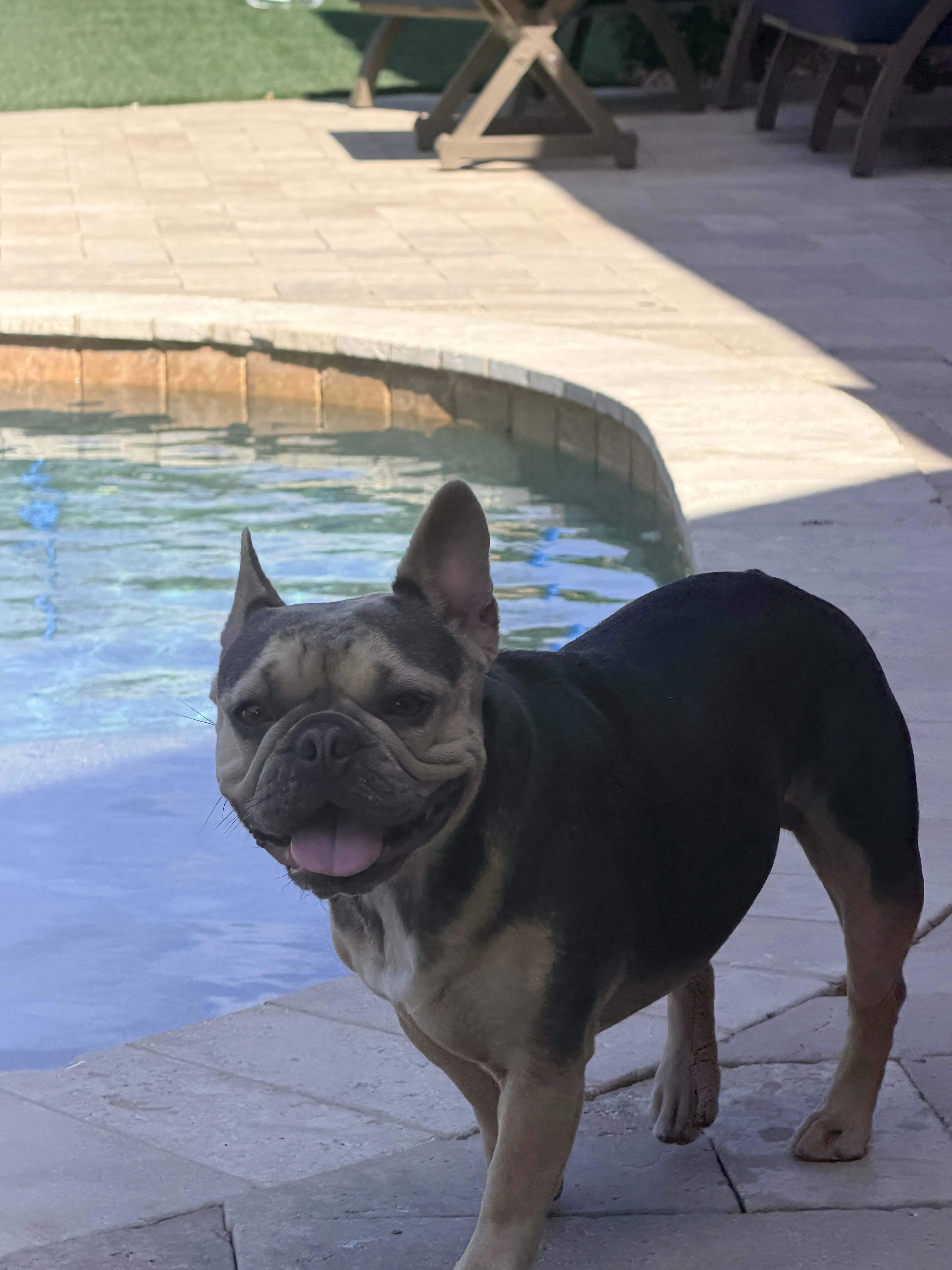 Lost pet