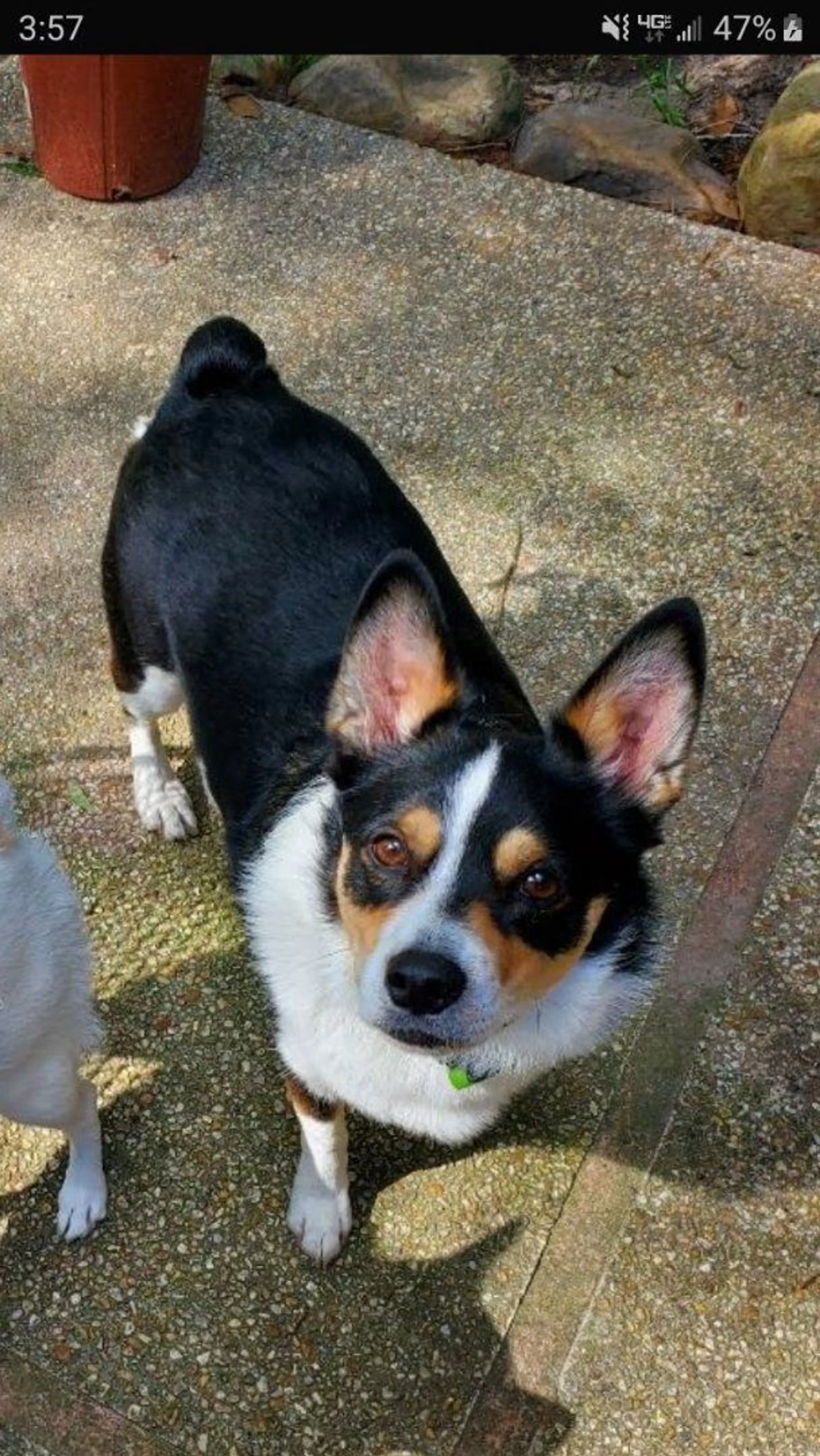 Lost pet