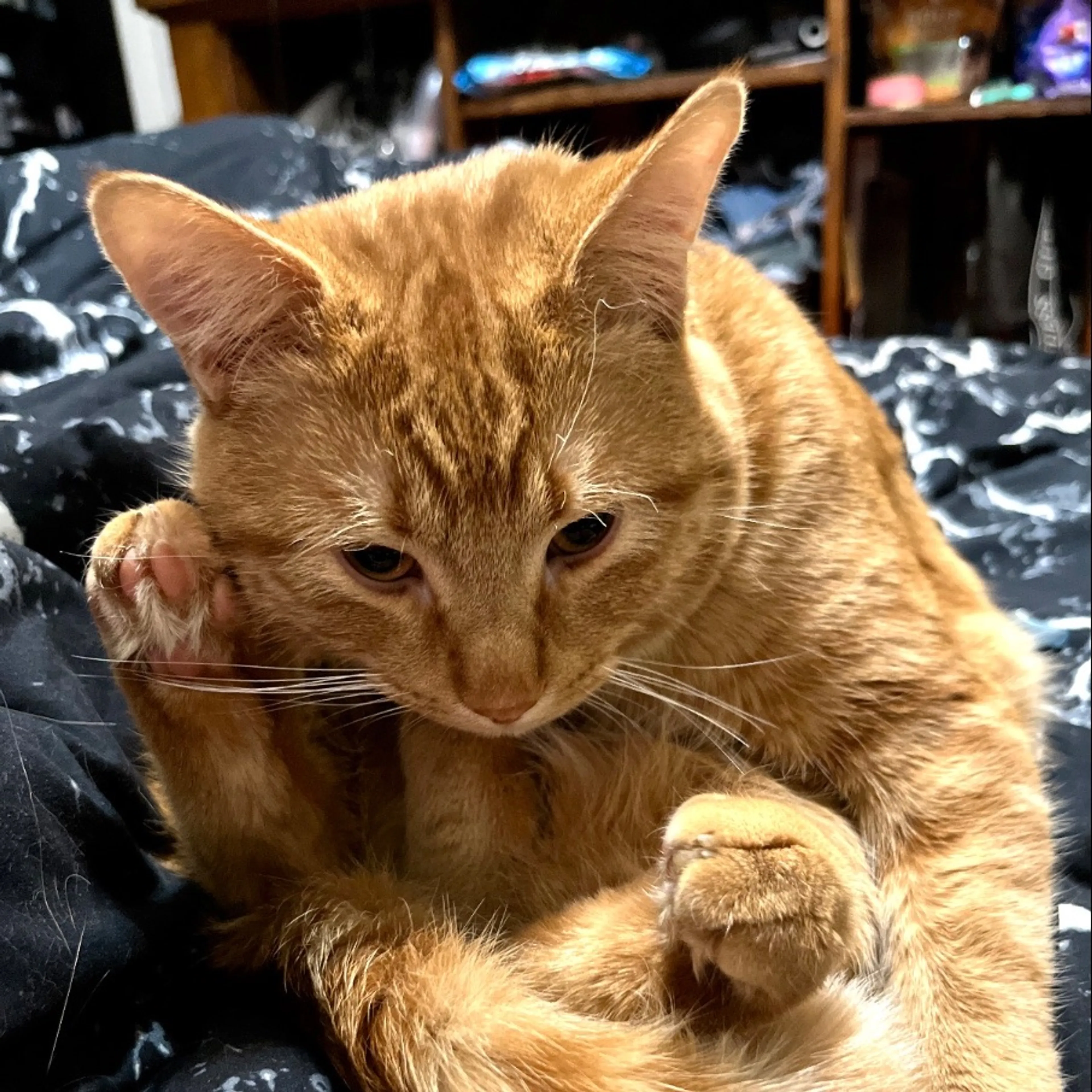 Lost pet