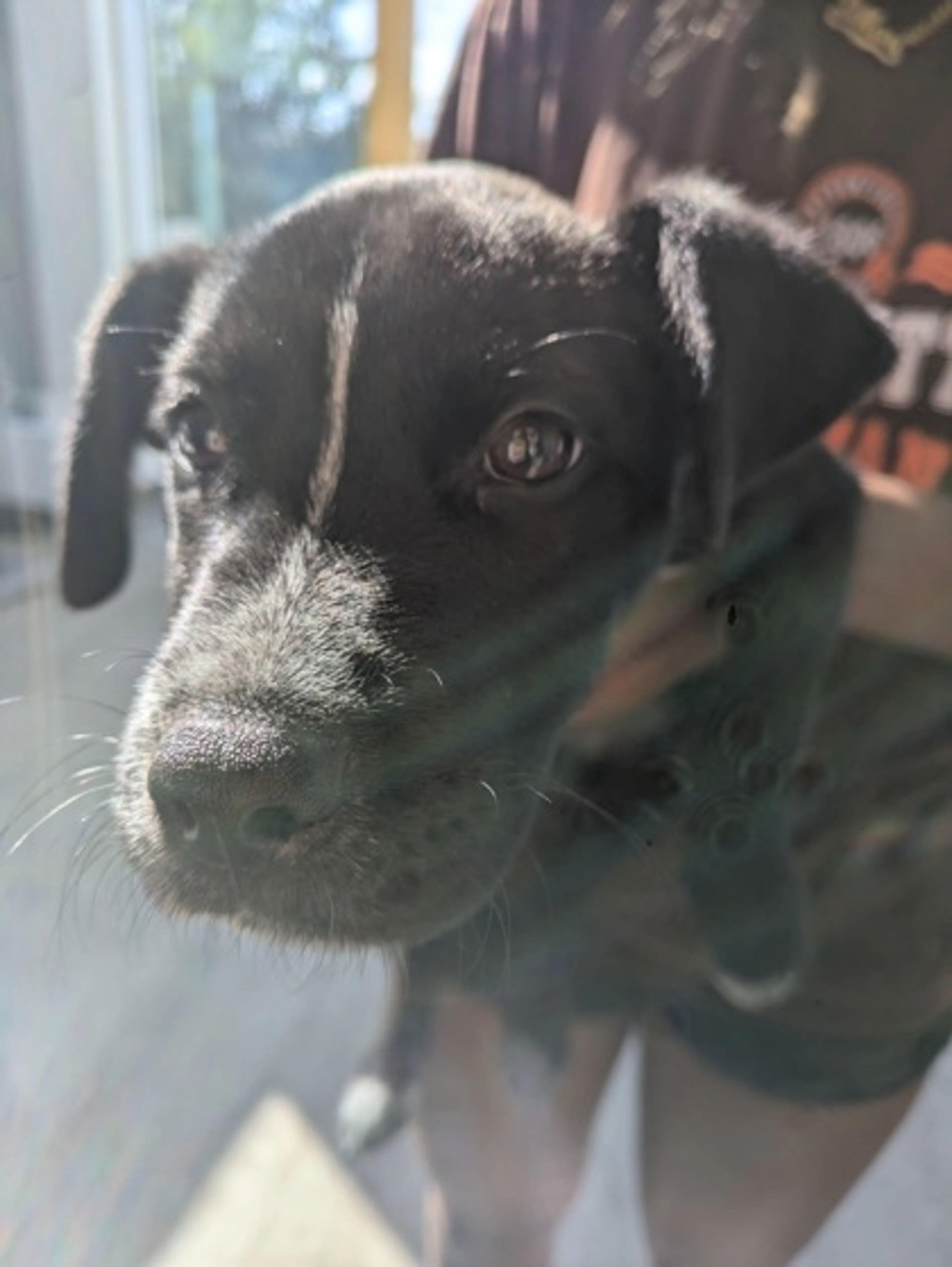 Found pet