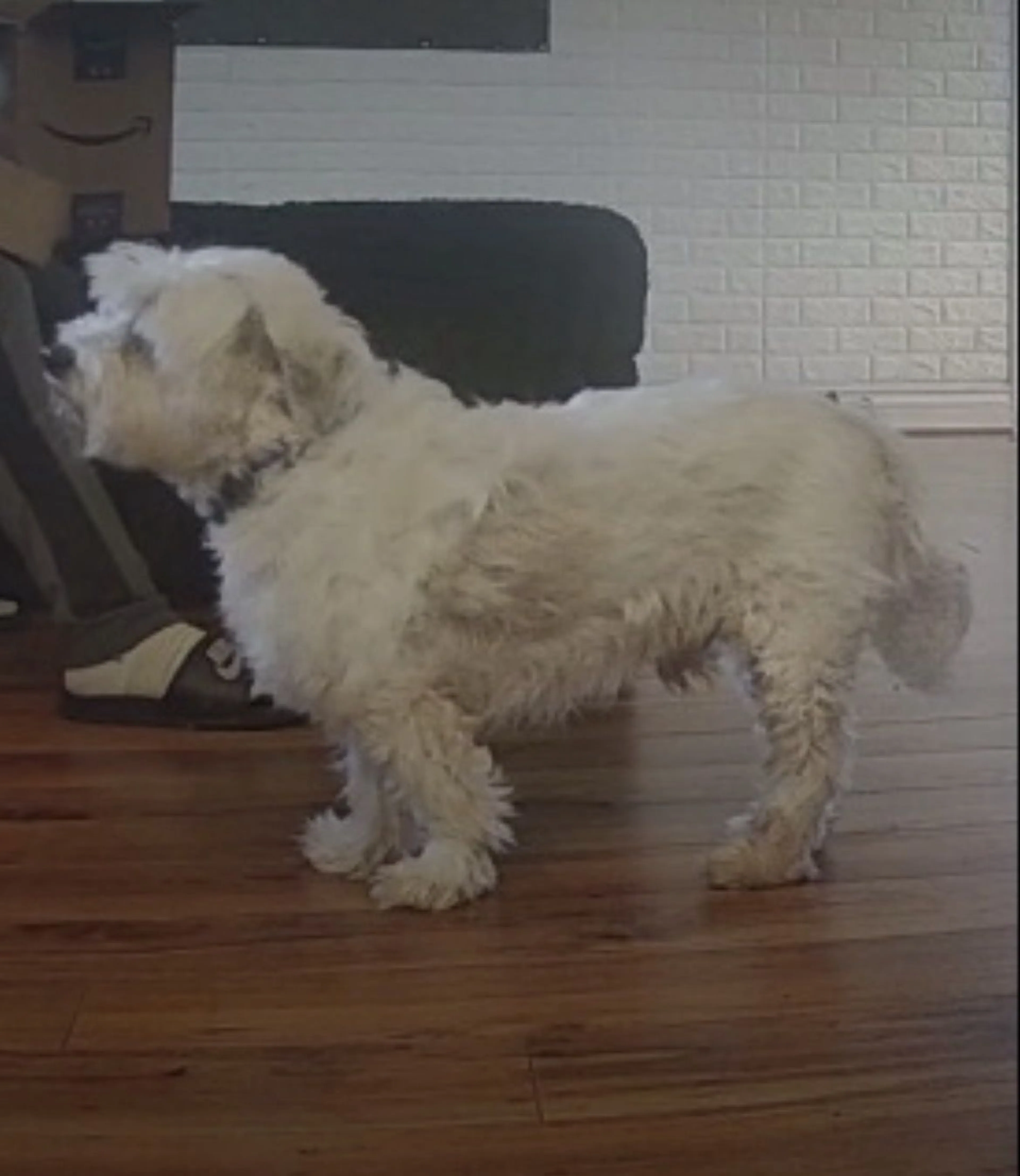 Lost pet