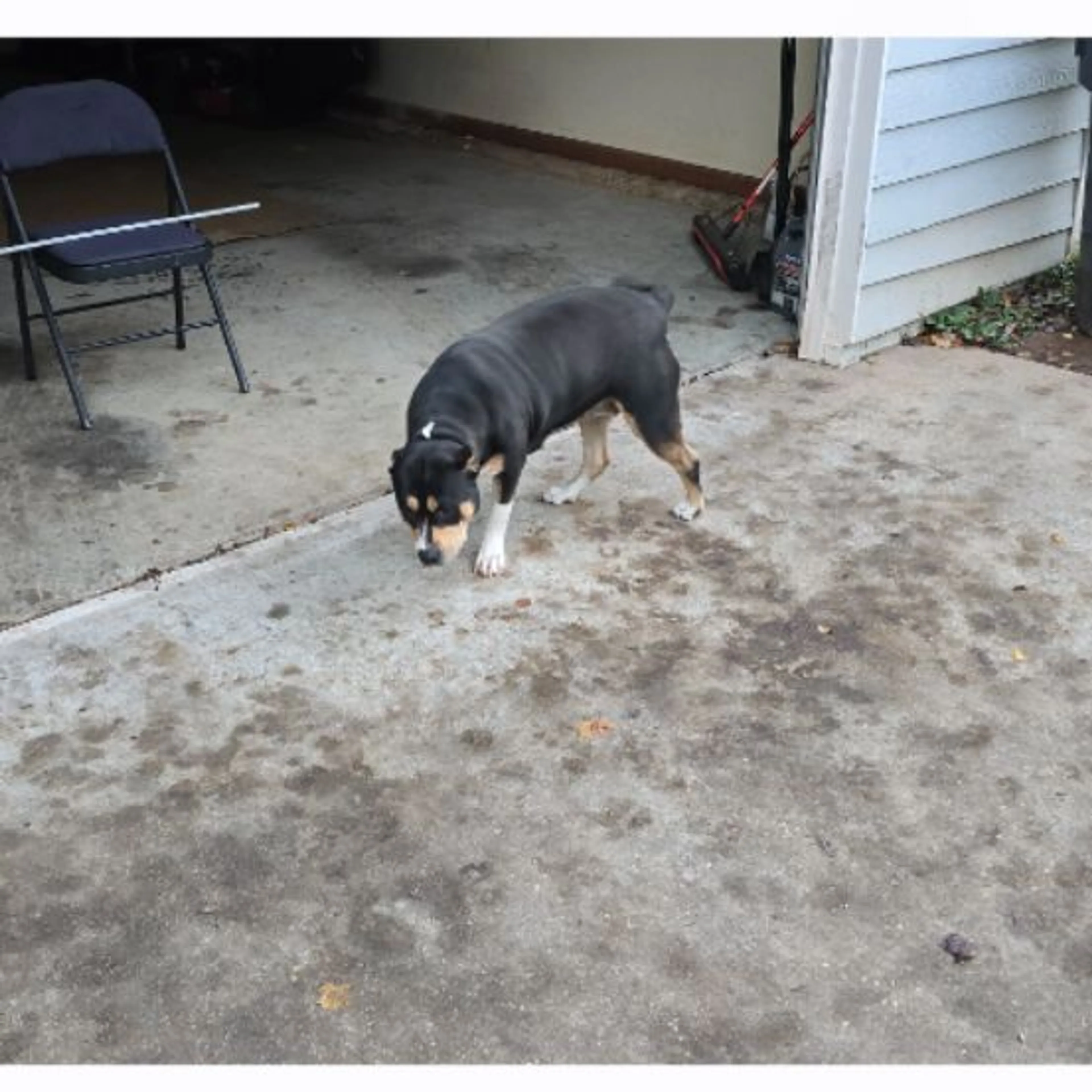 Lost pet