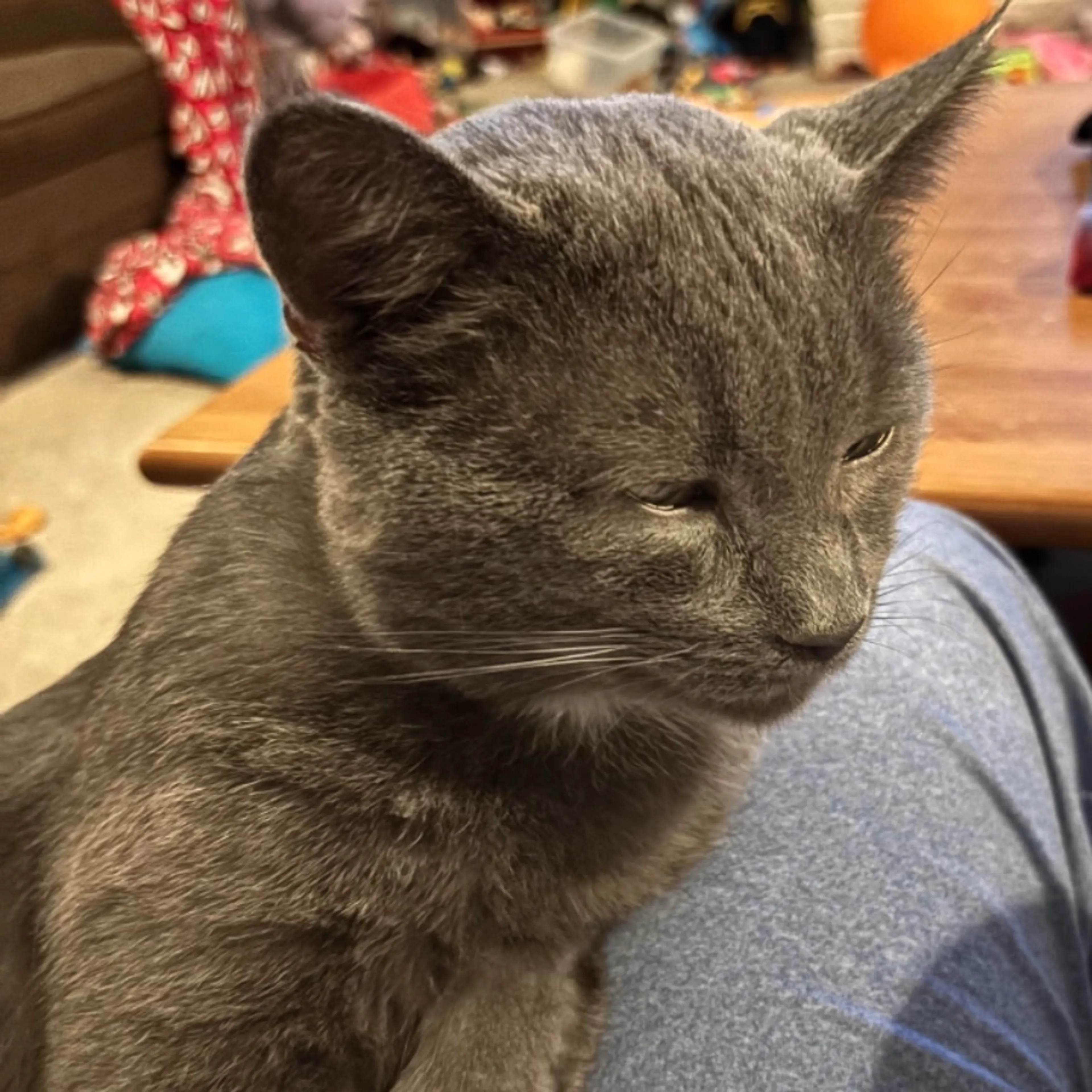 Lost pet