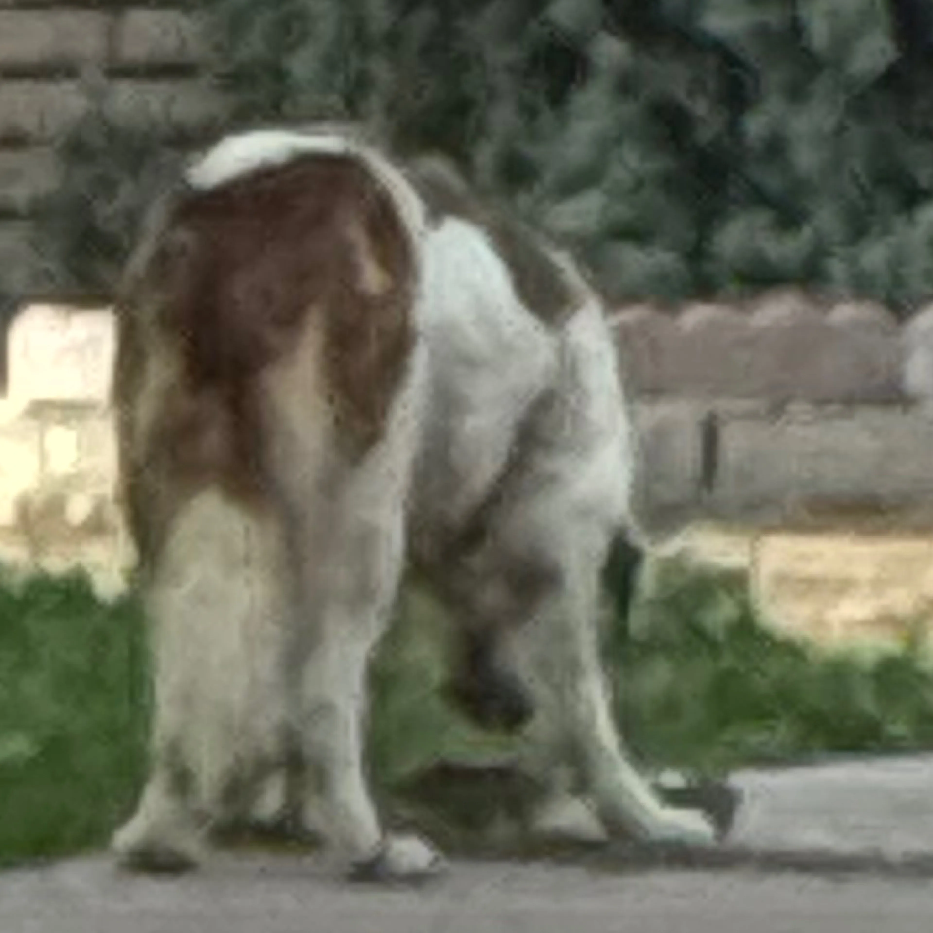 Found pet-3