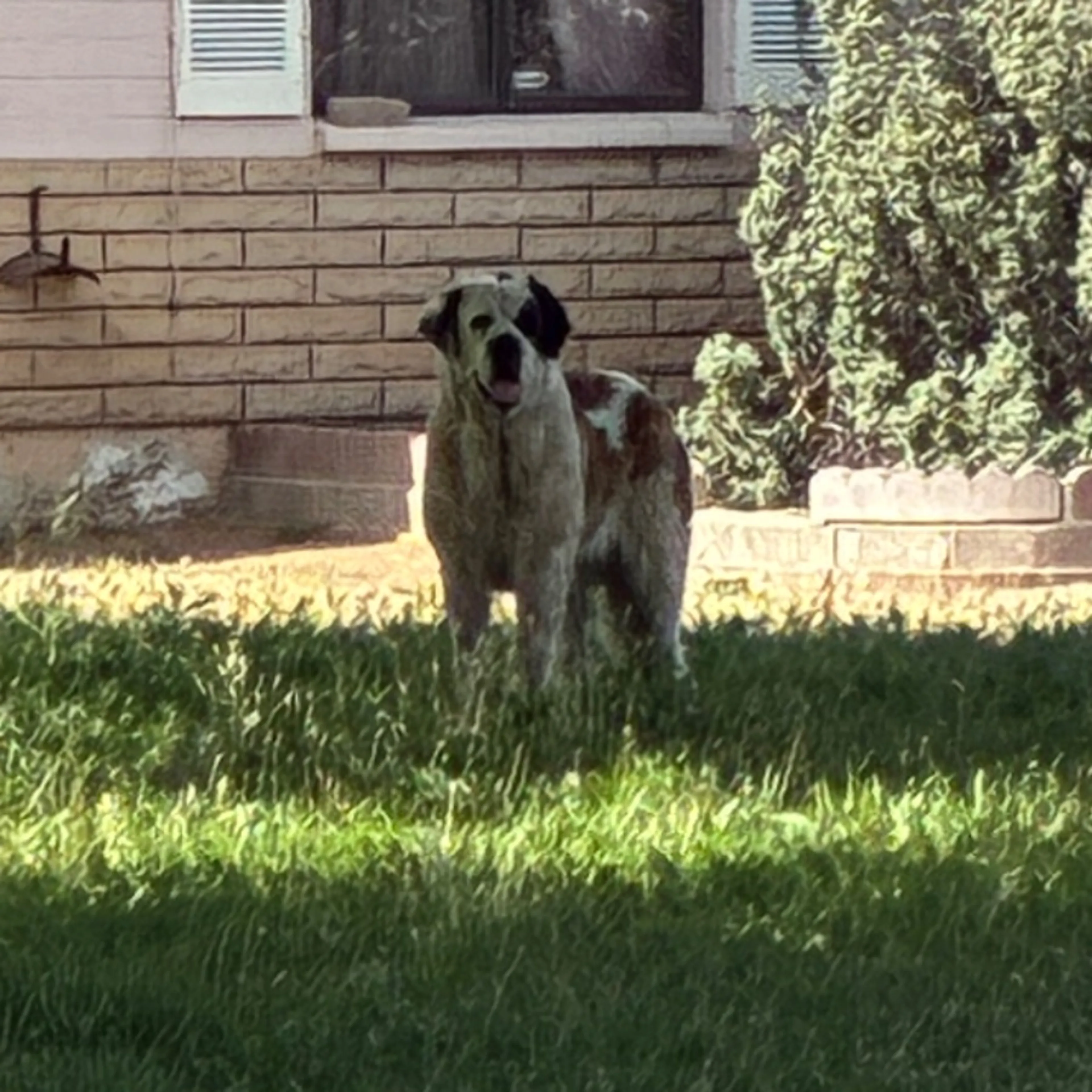 Found pet-0