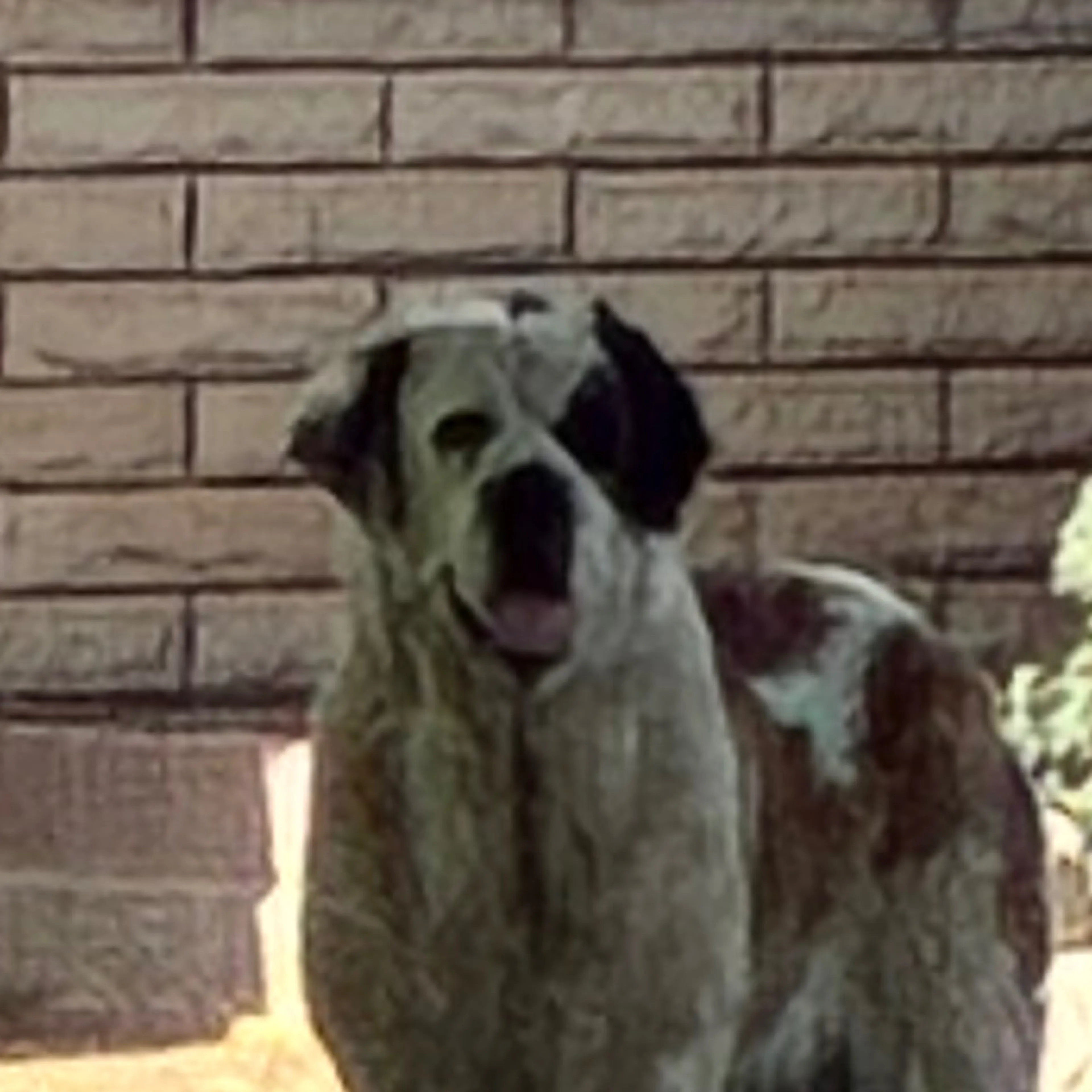 Found pet-2