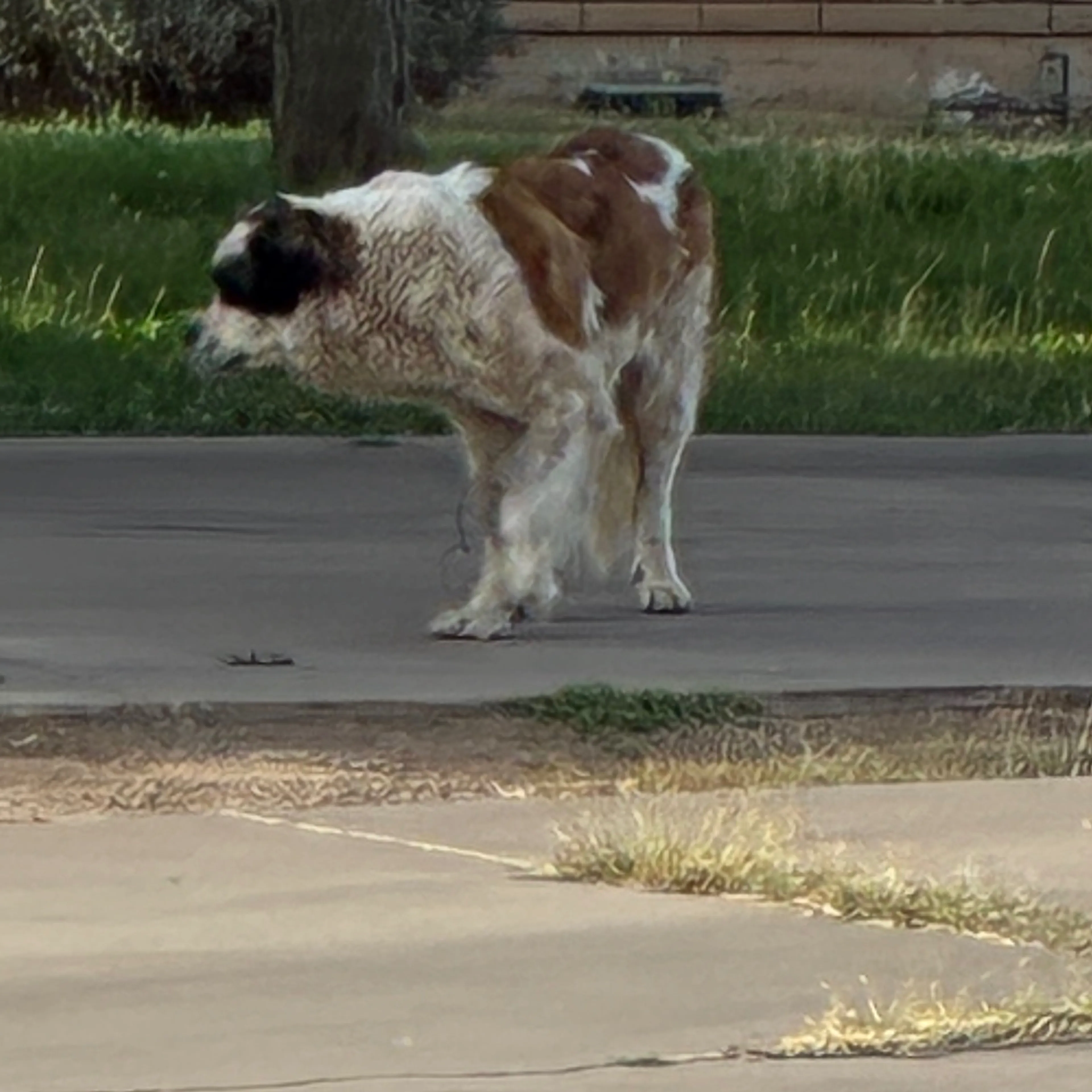 Found pet-1