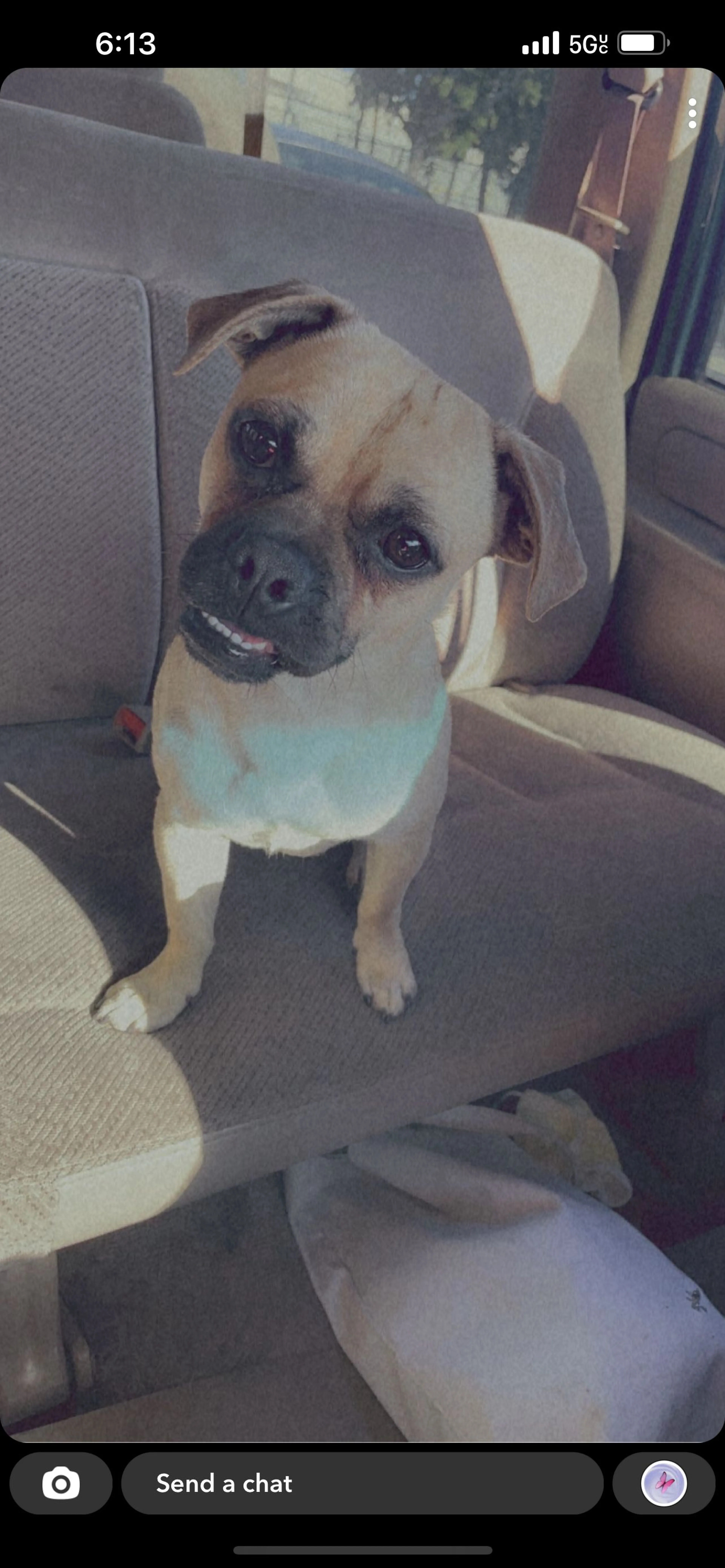 Lost pet-0