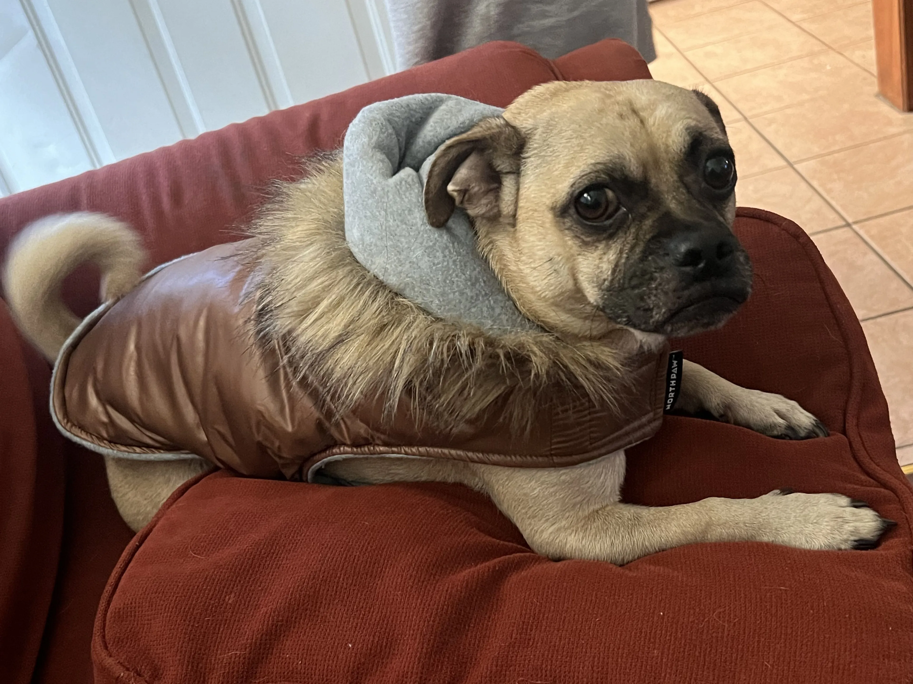 Lost pet-3