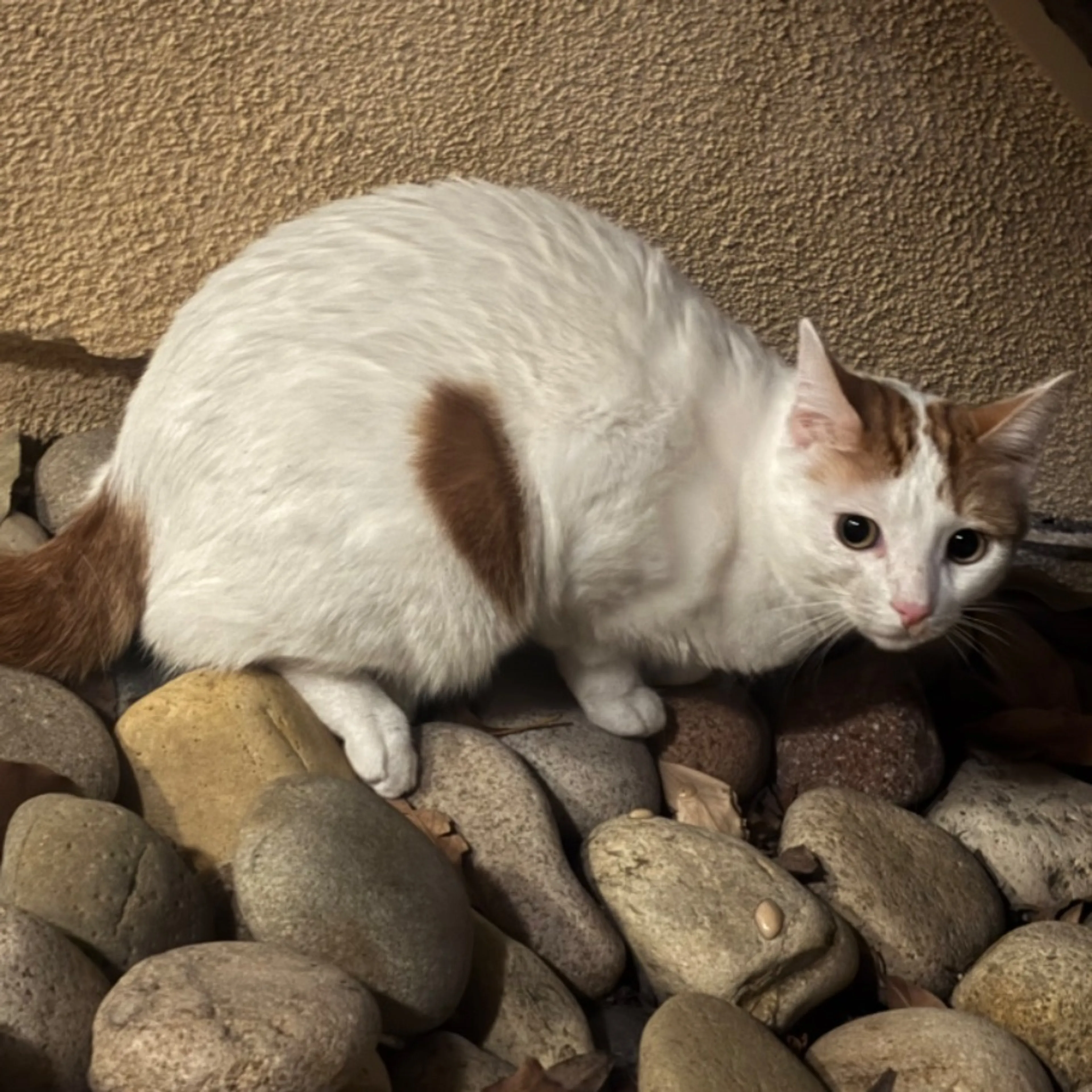 Found pet