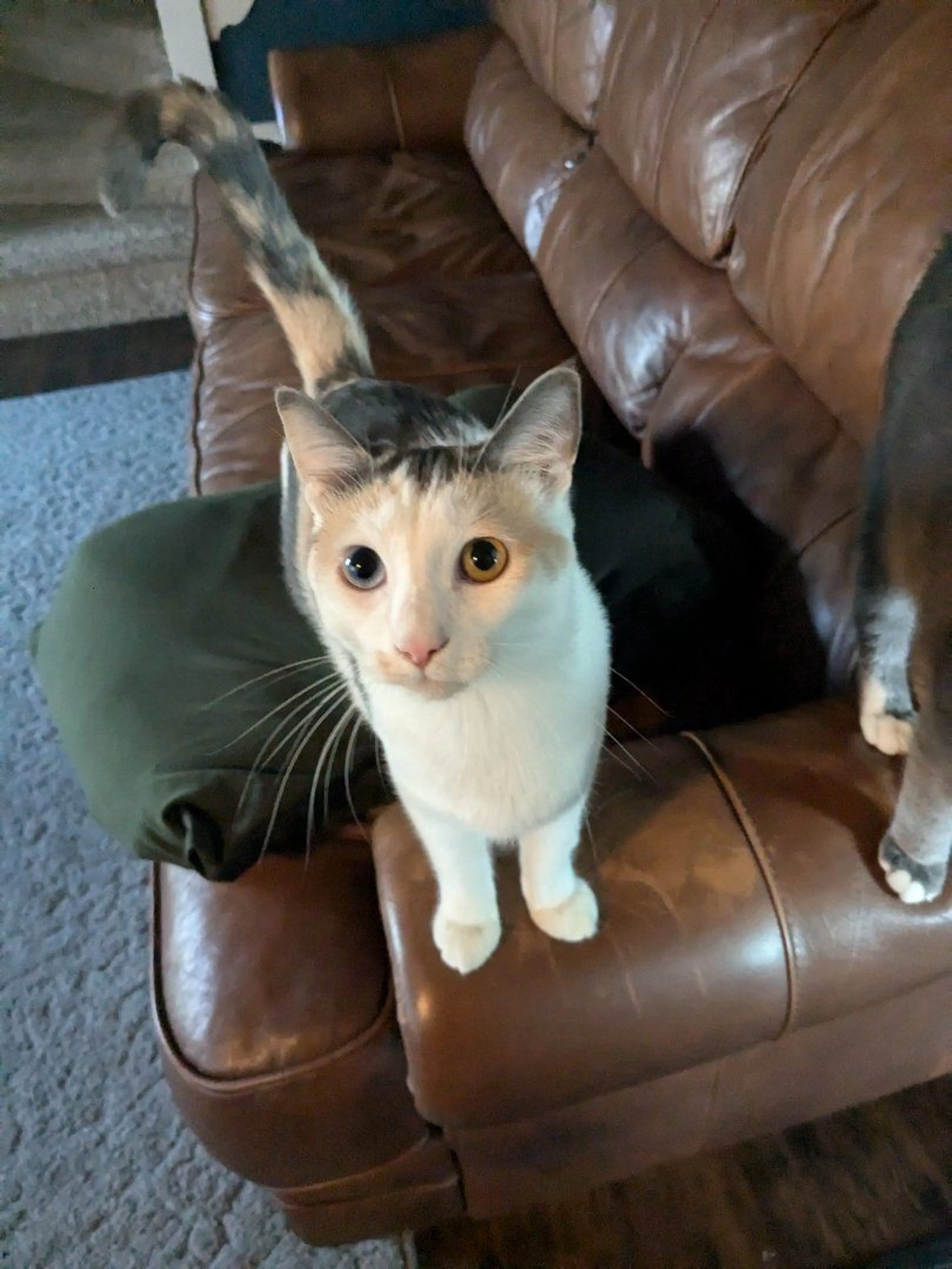 Lost pet-0