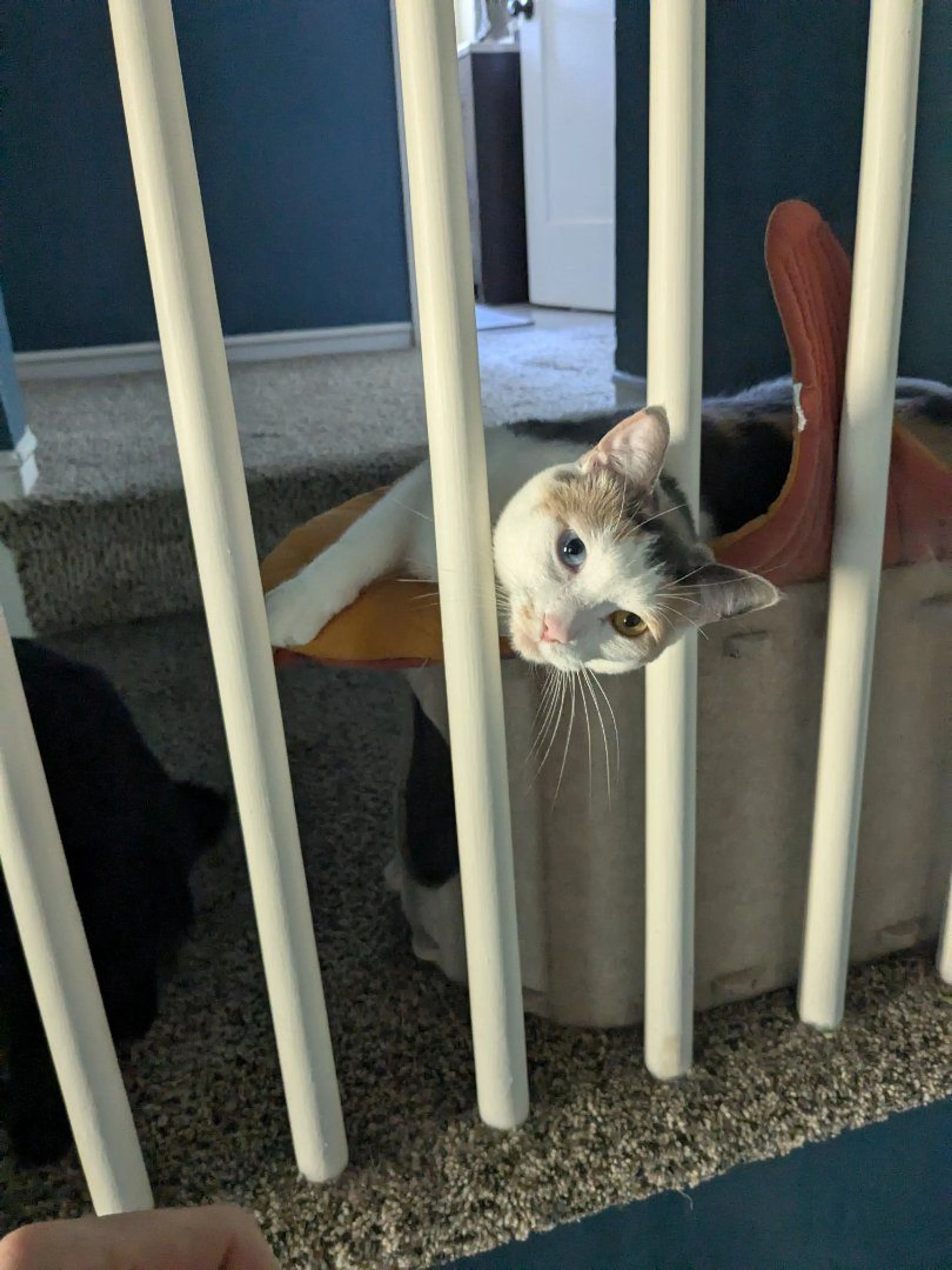 Lost pet-1