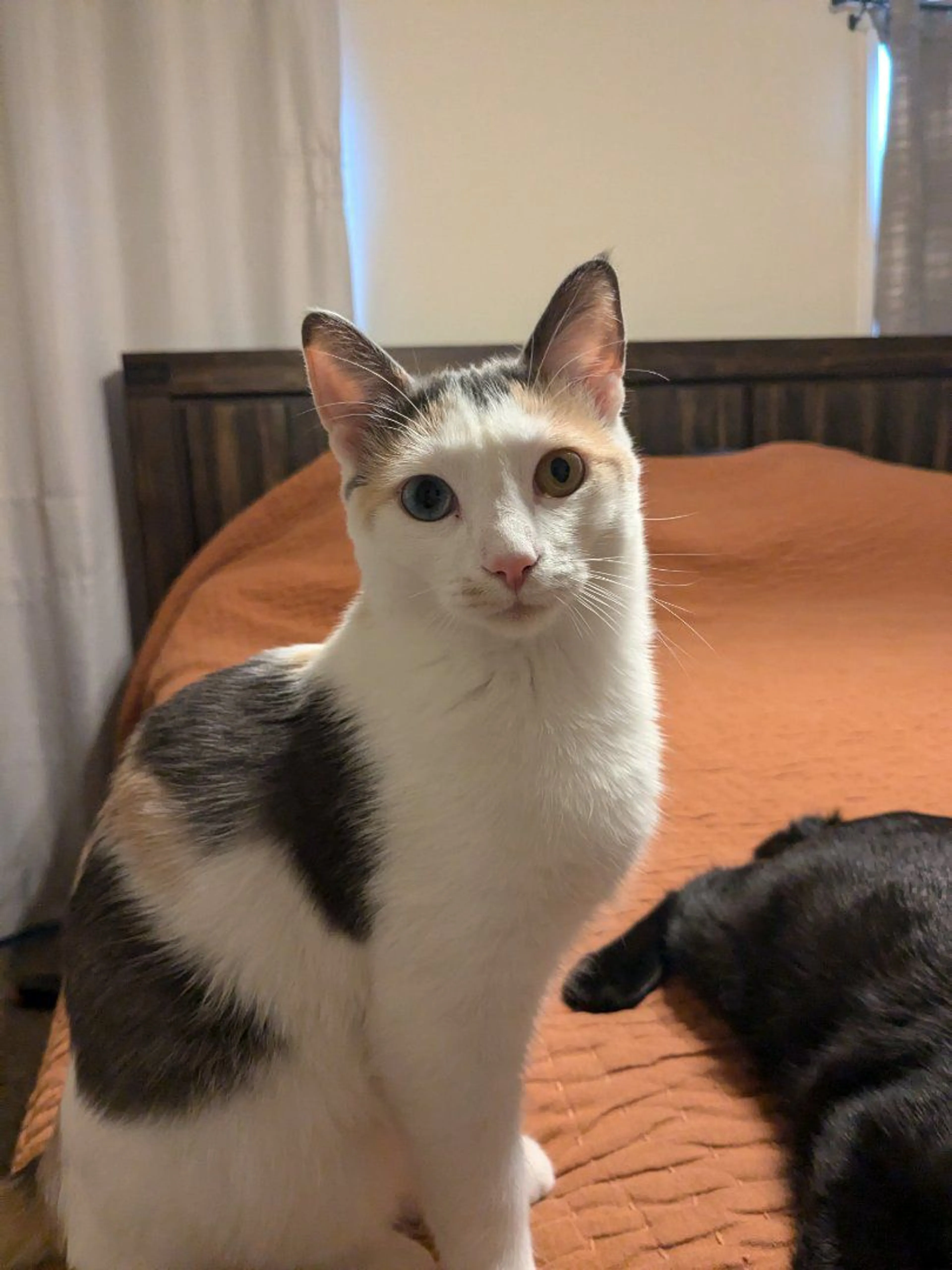 Lost pet-3