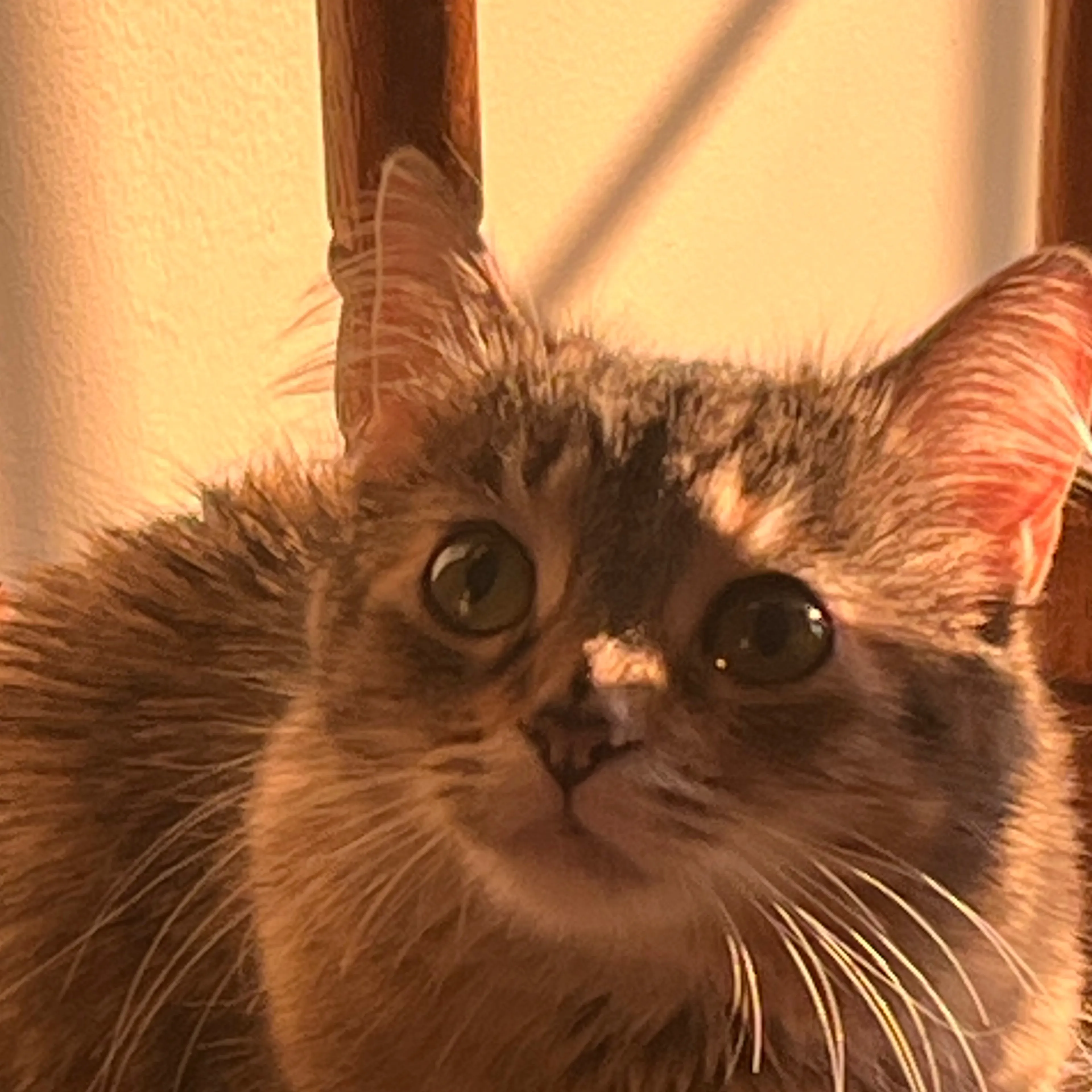 Lost pet-0