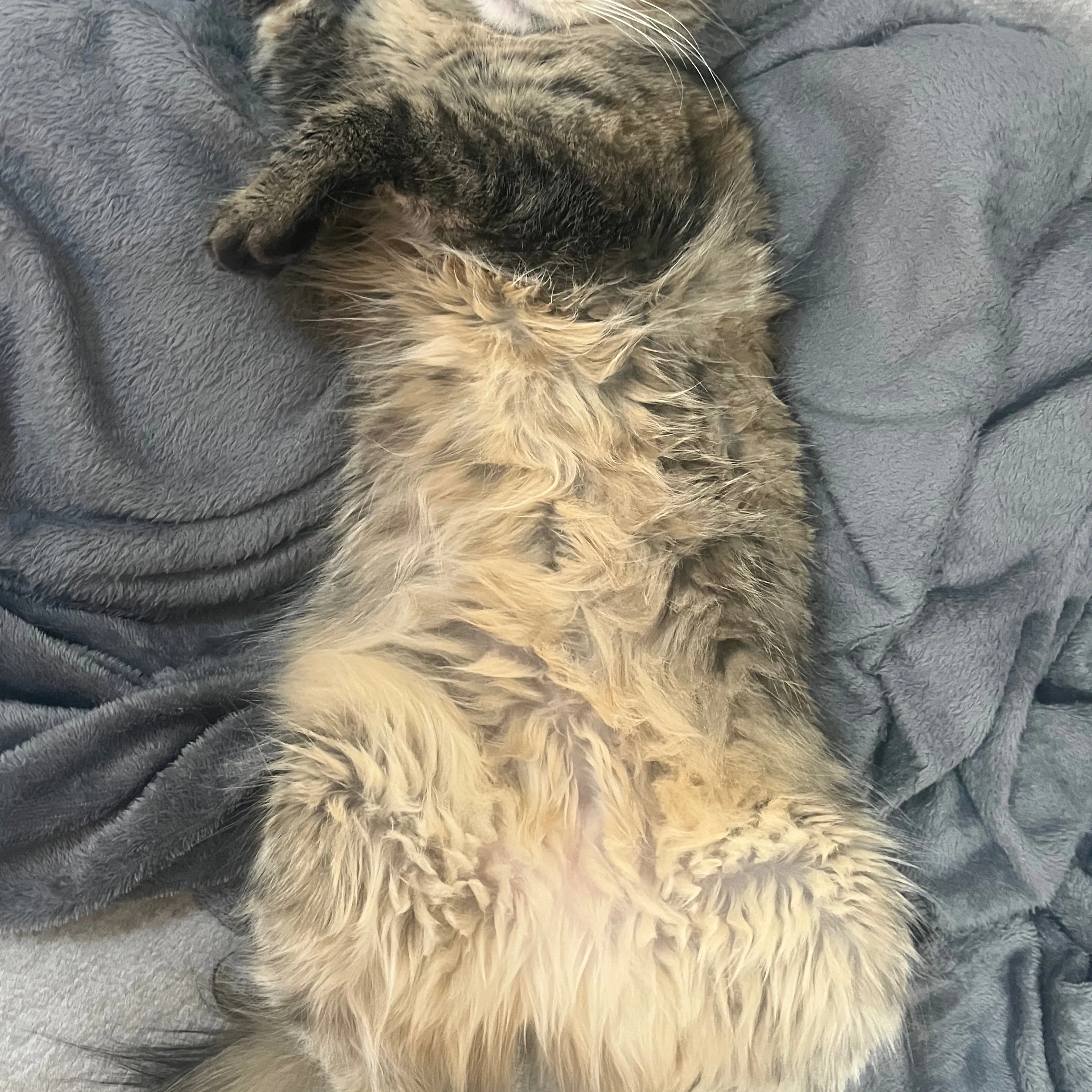 Lost pet-1