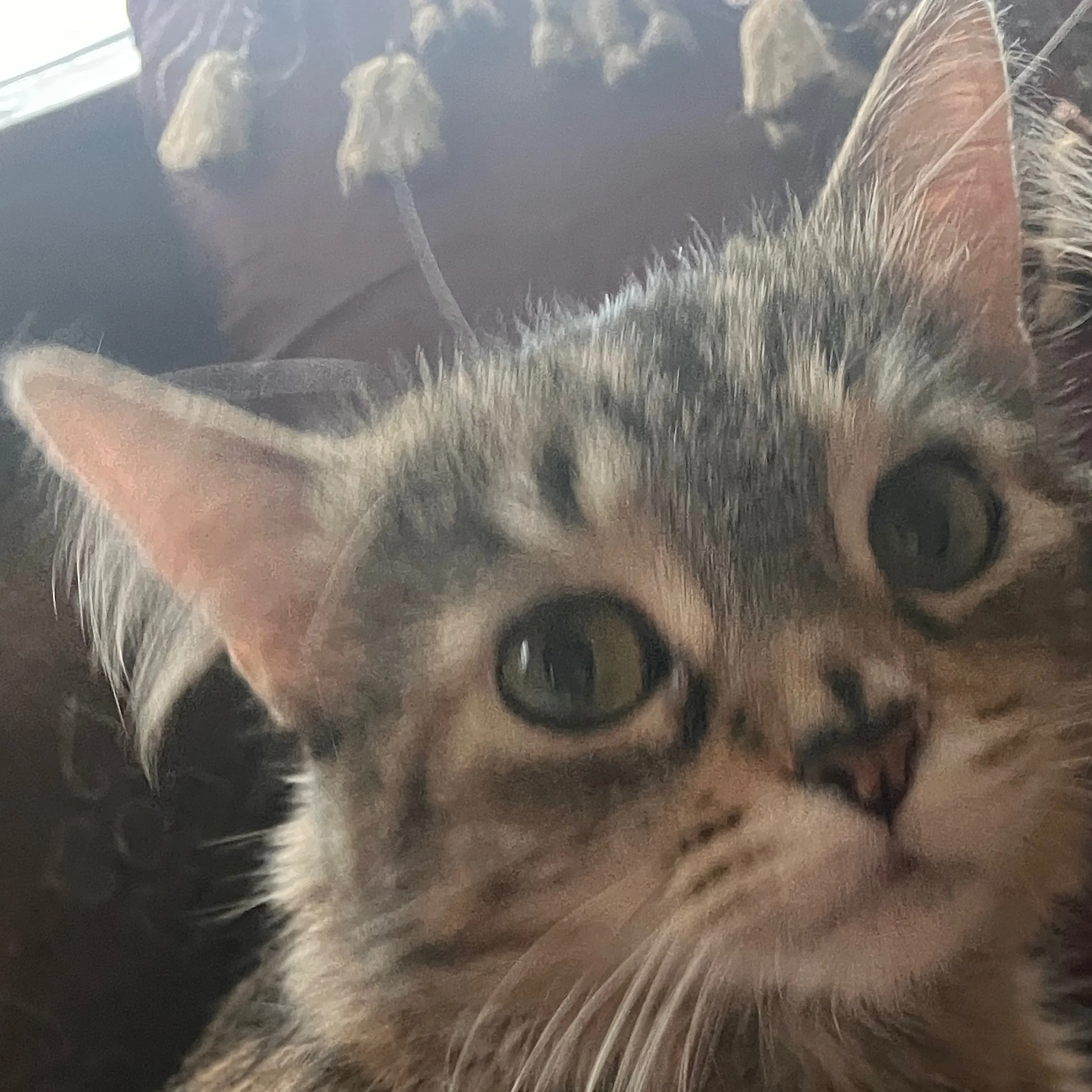 Lost pet-3