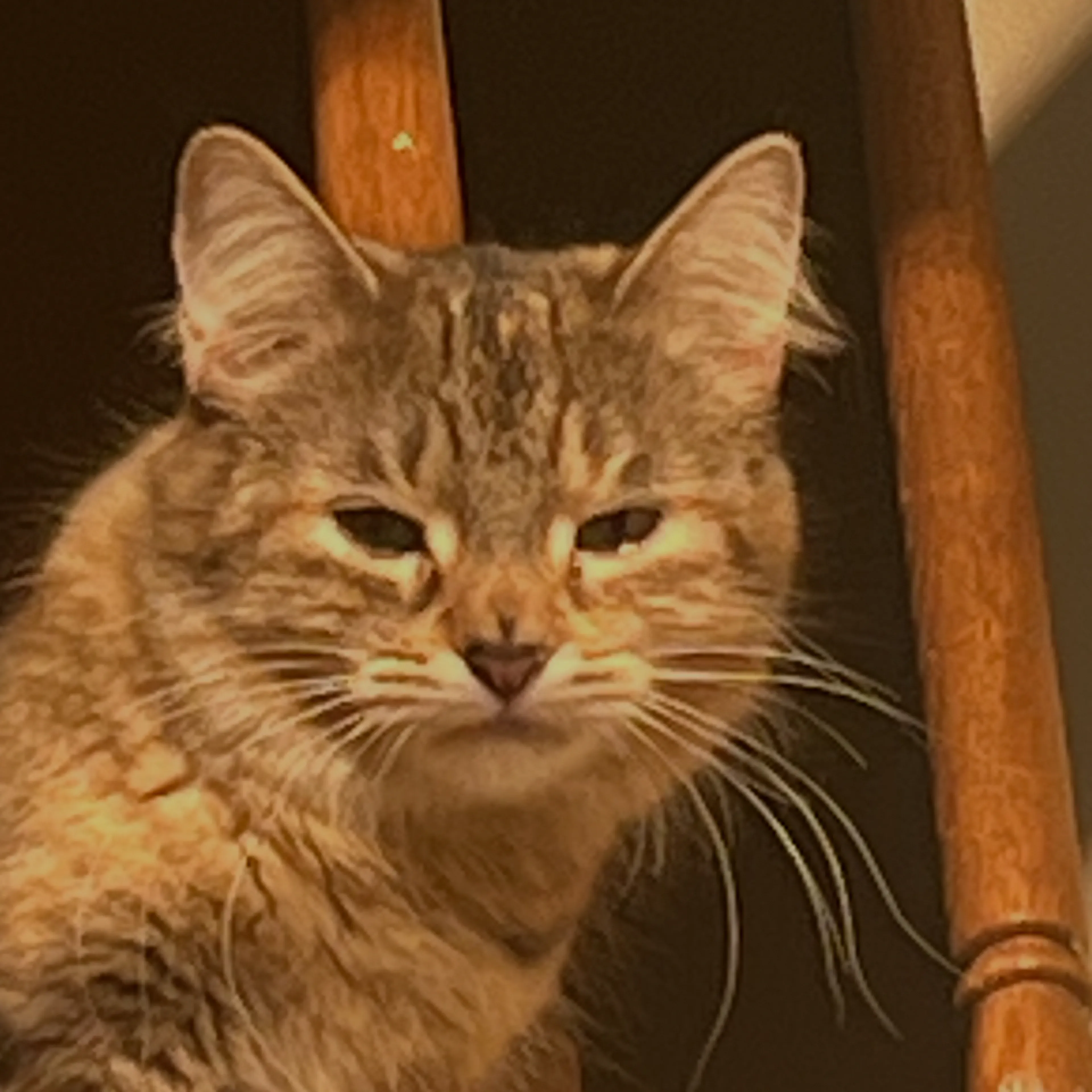 Lost pet-2