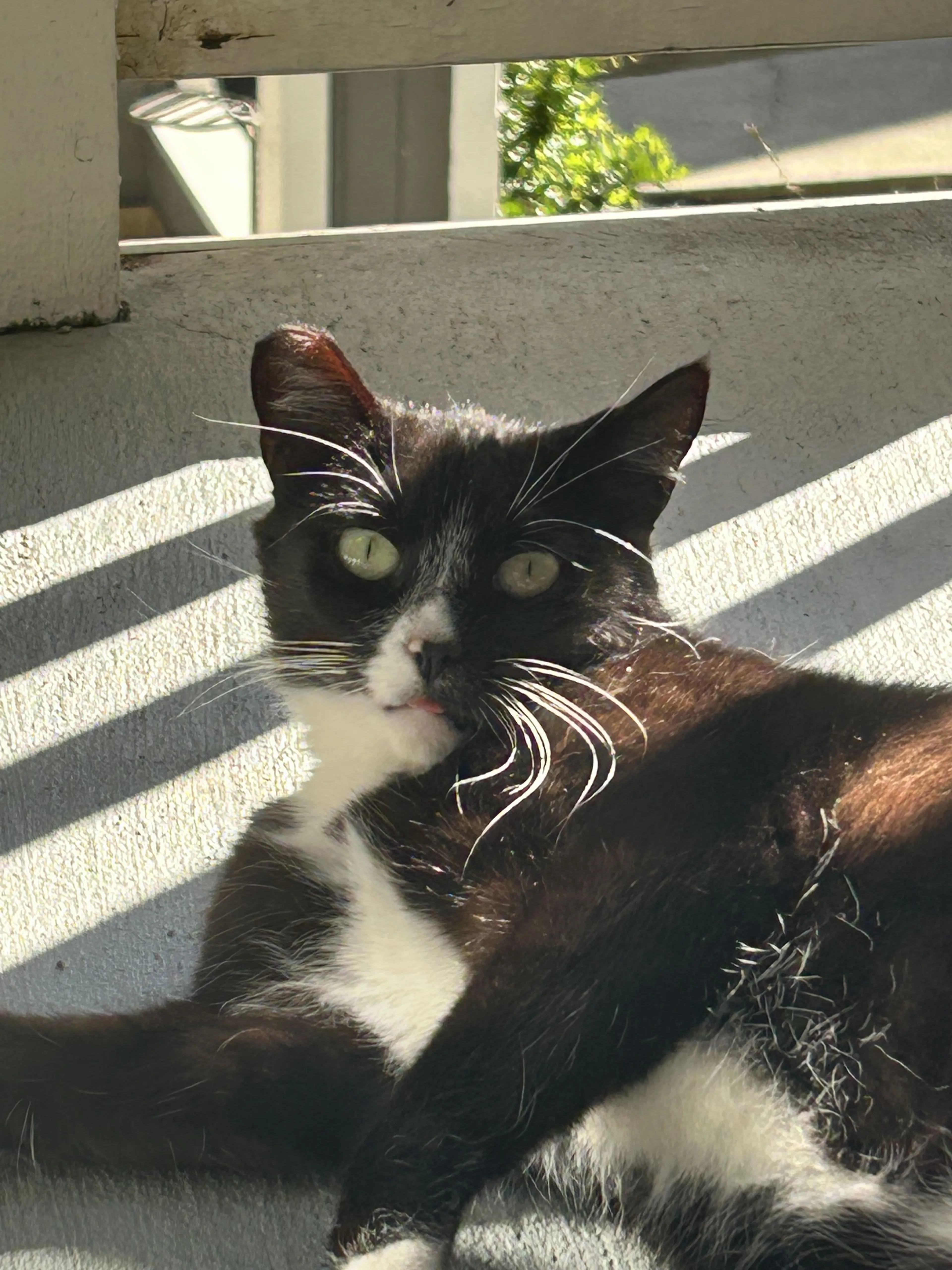 Lost pet