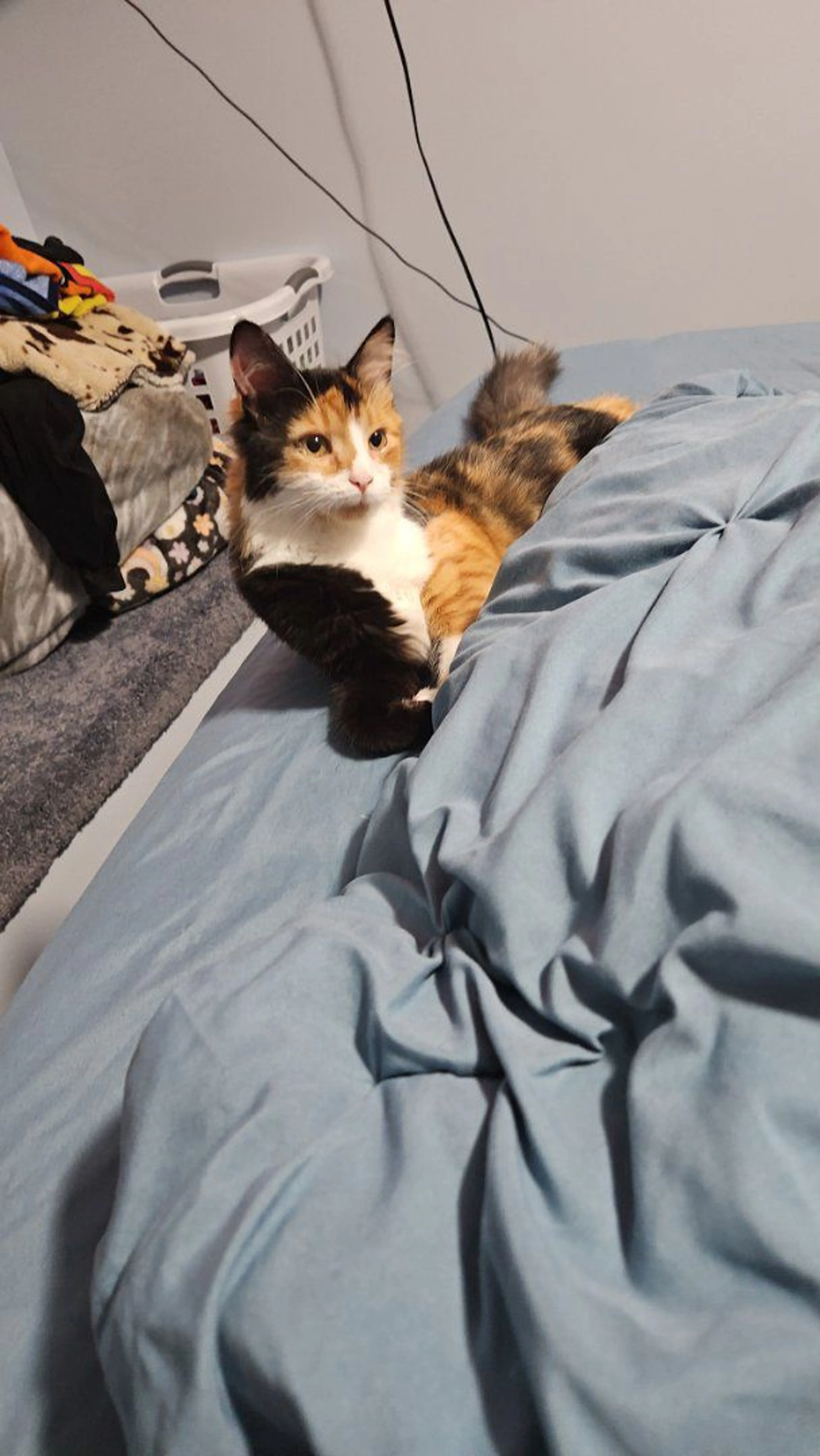 Lost pet-2