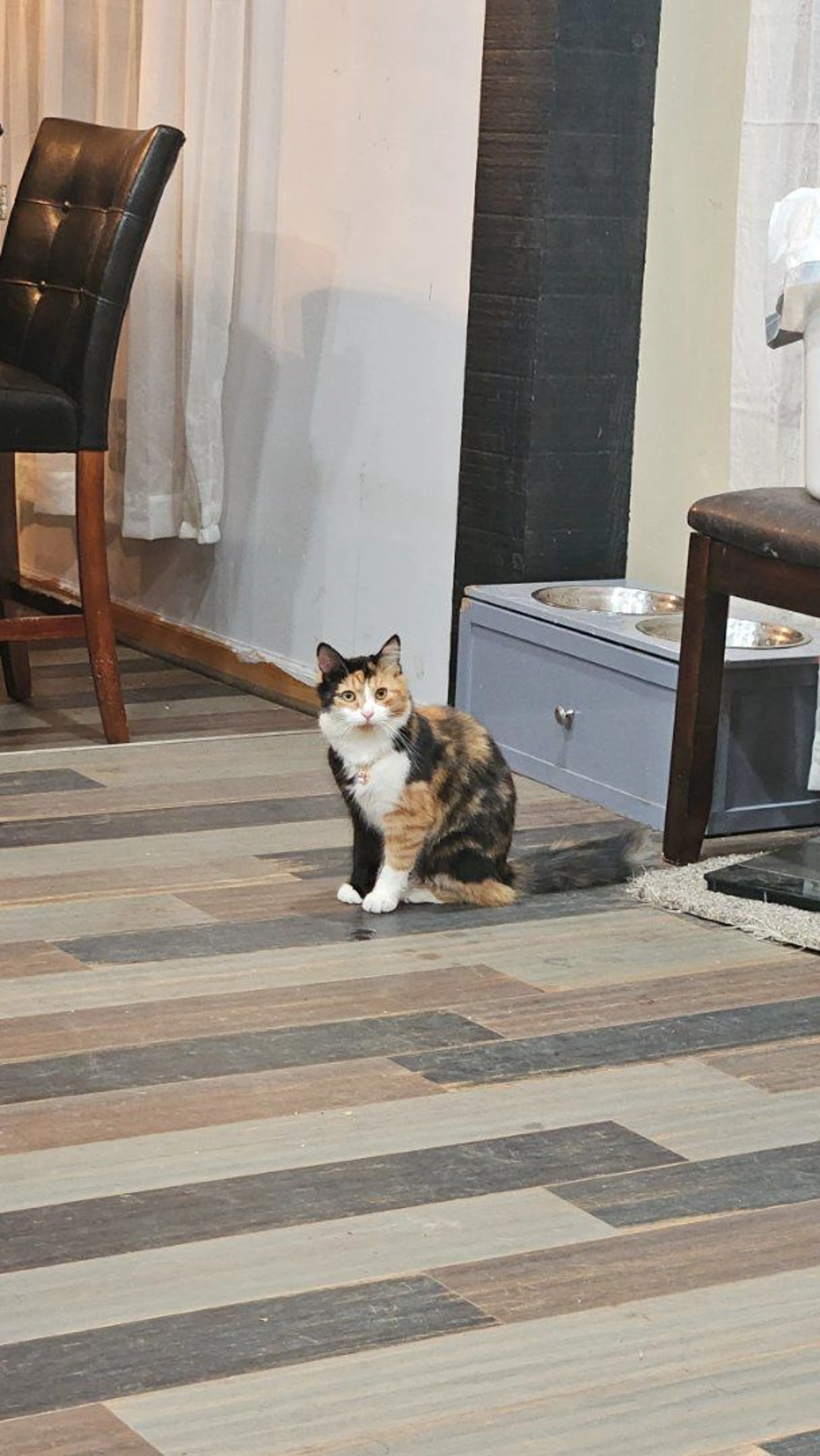 Lost pet-1