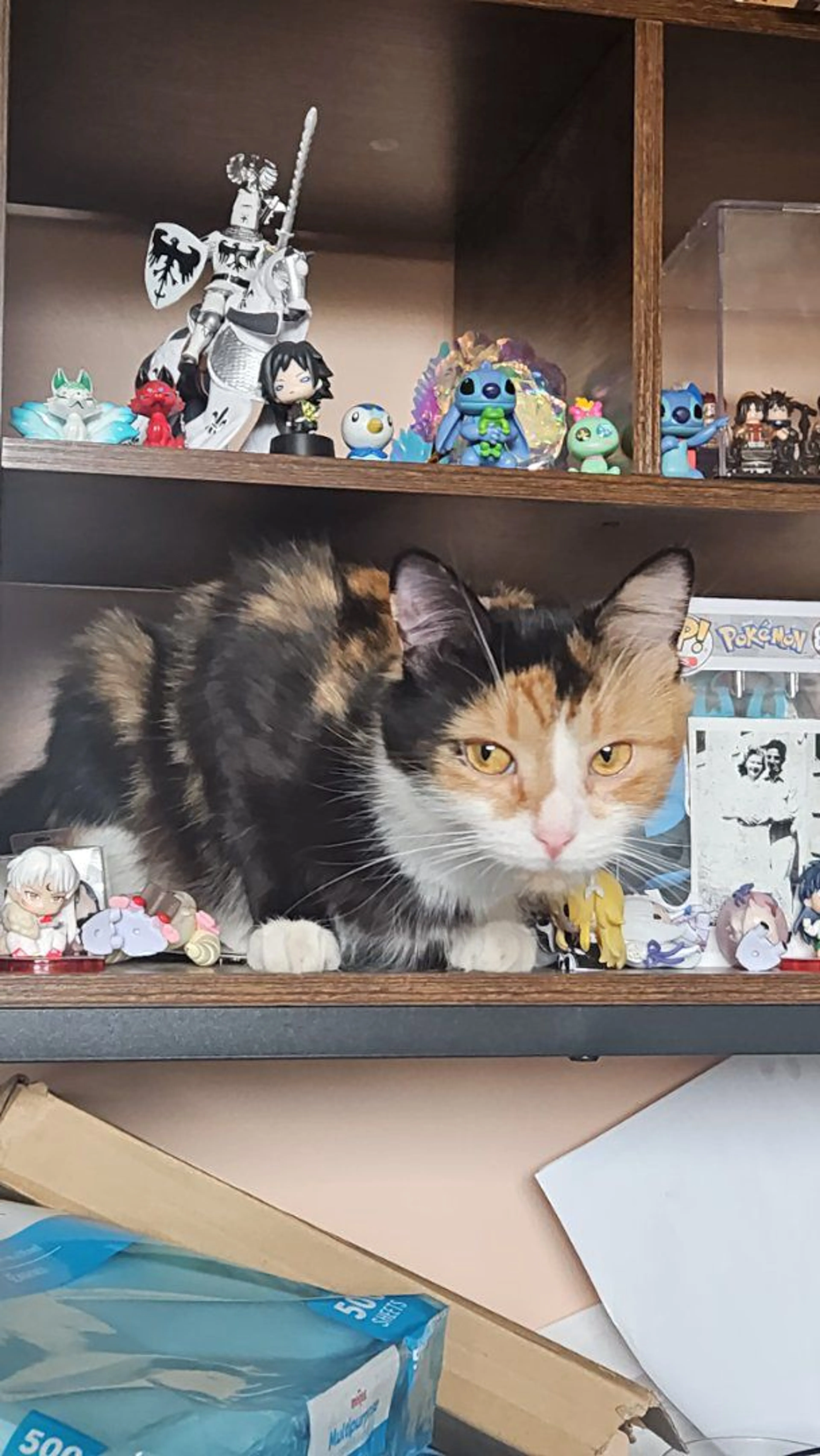 Lost pet-0