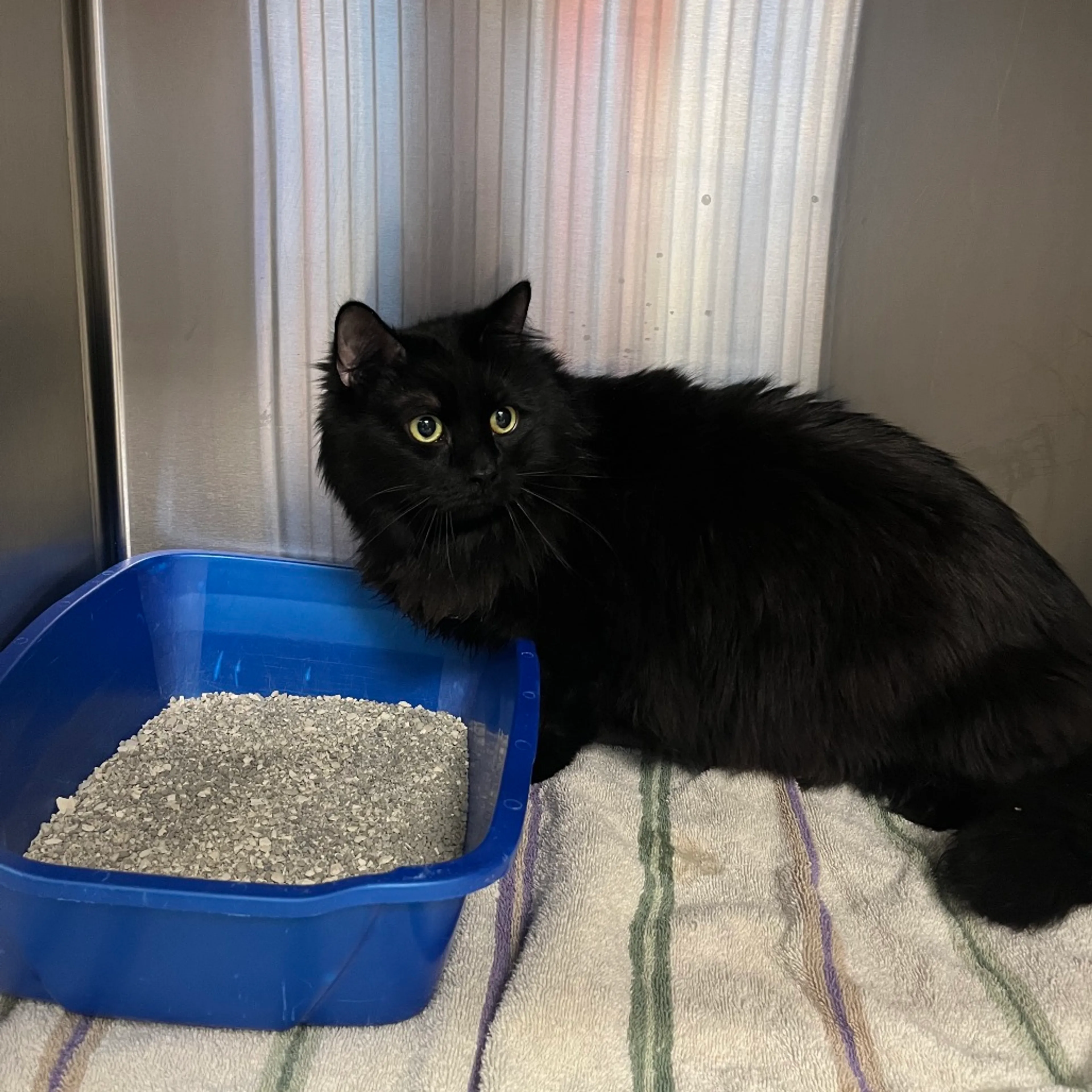 Found pet-1