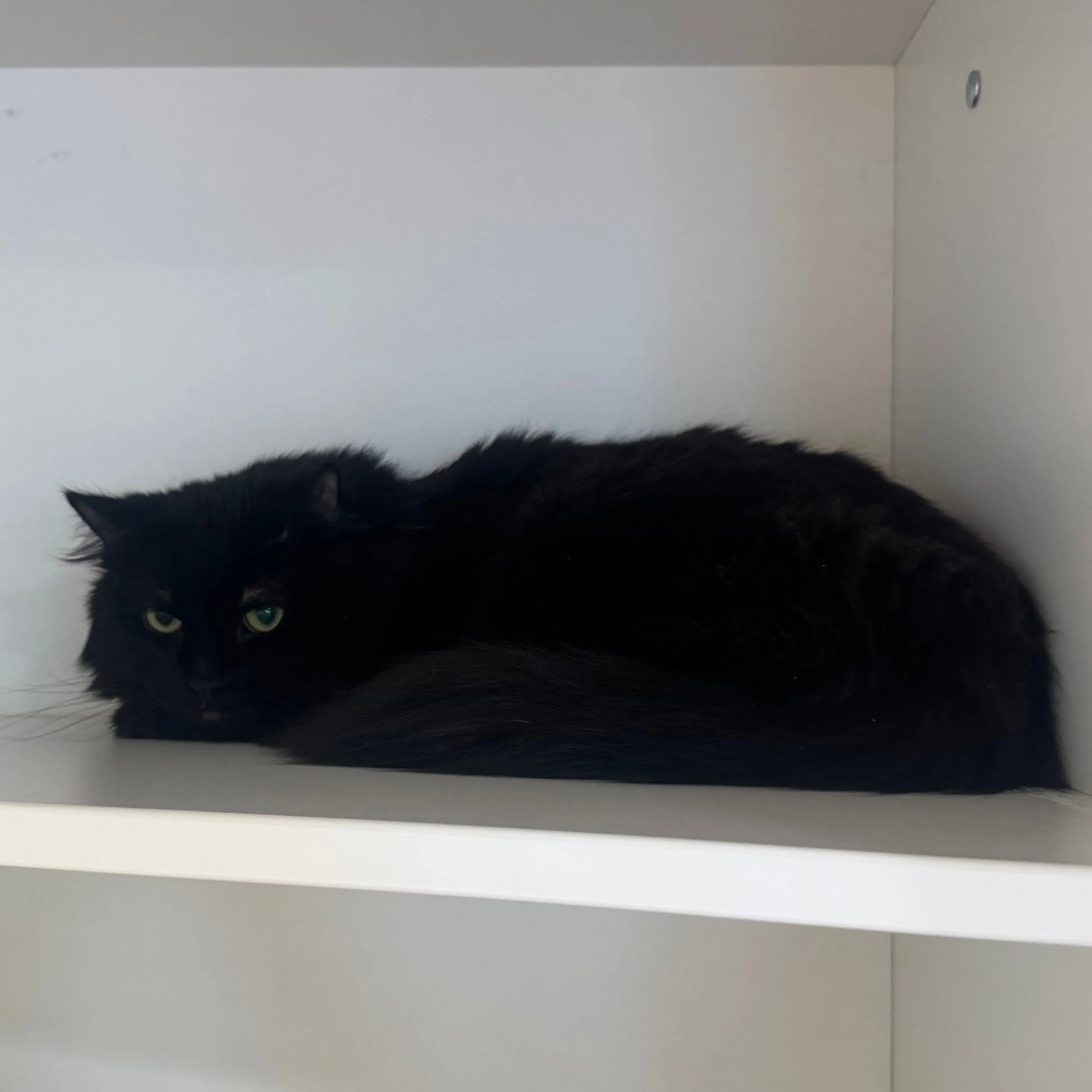 Found pet-2