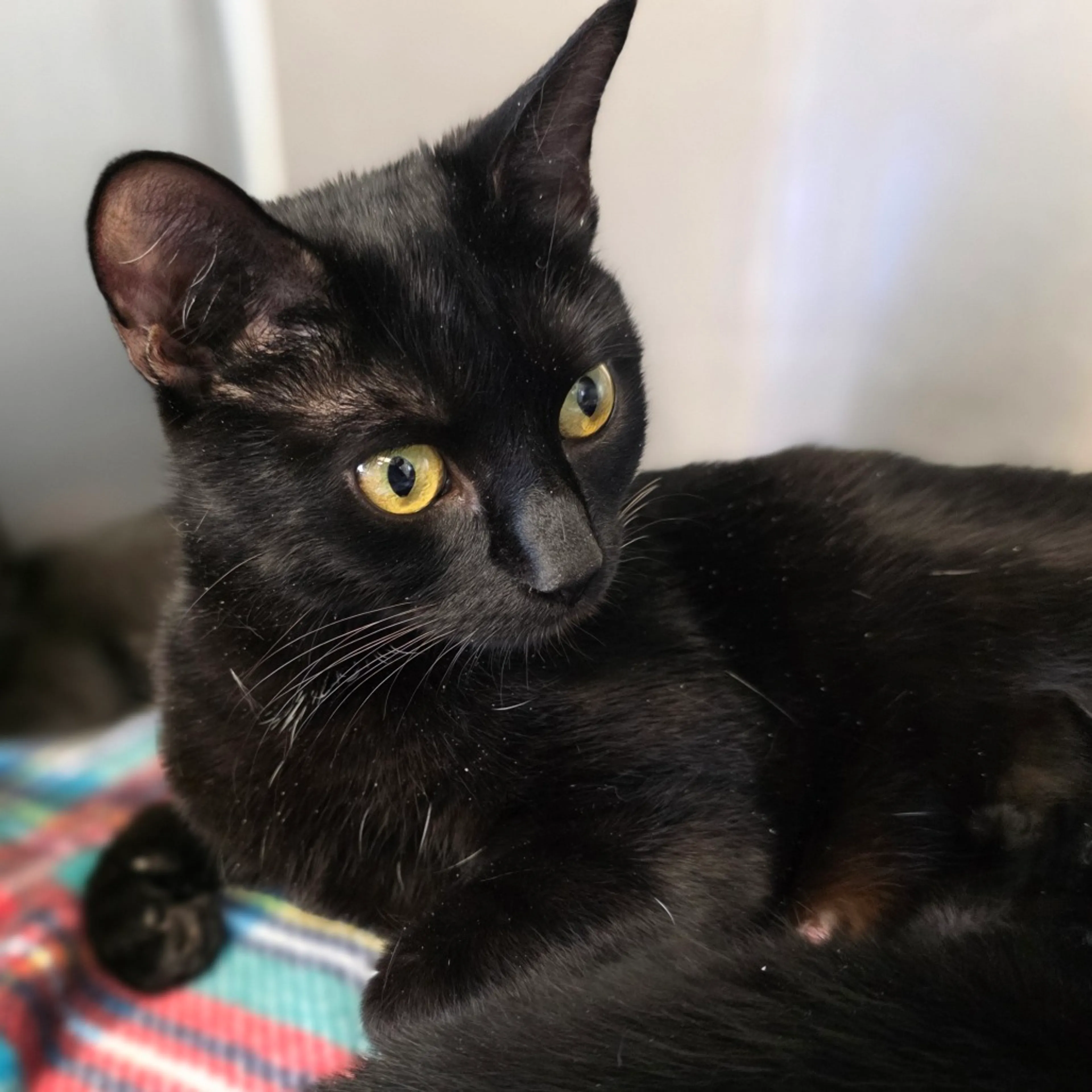Found pet