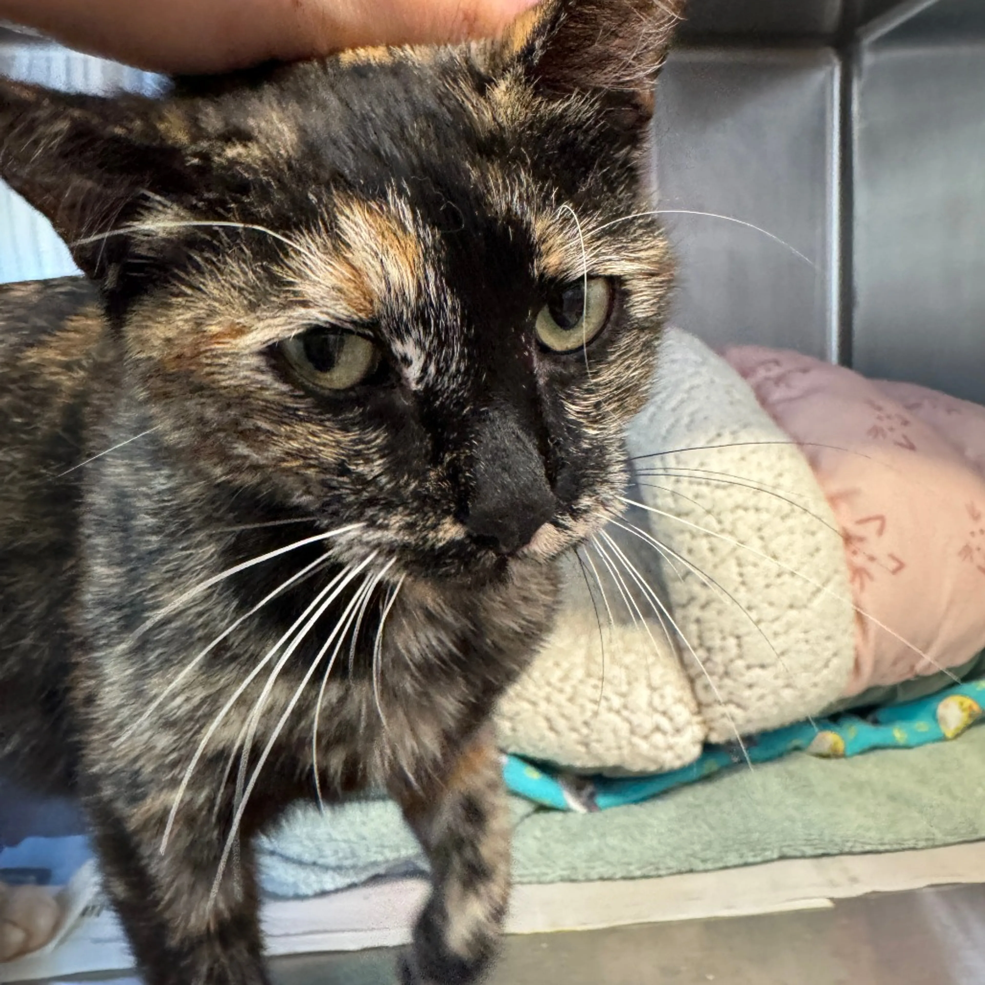 Found pet-1
