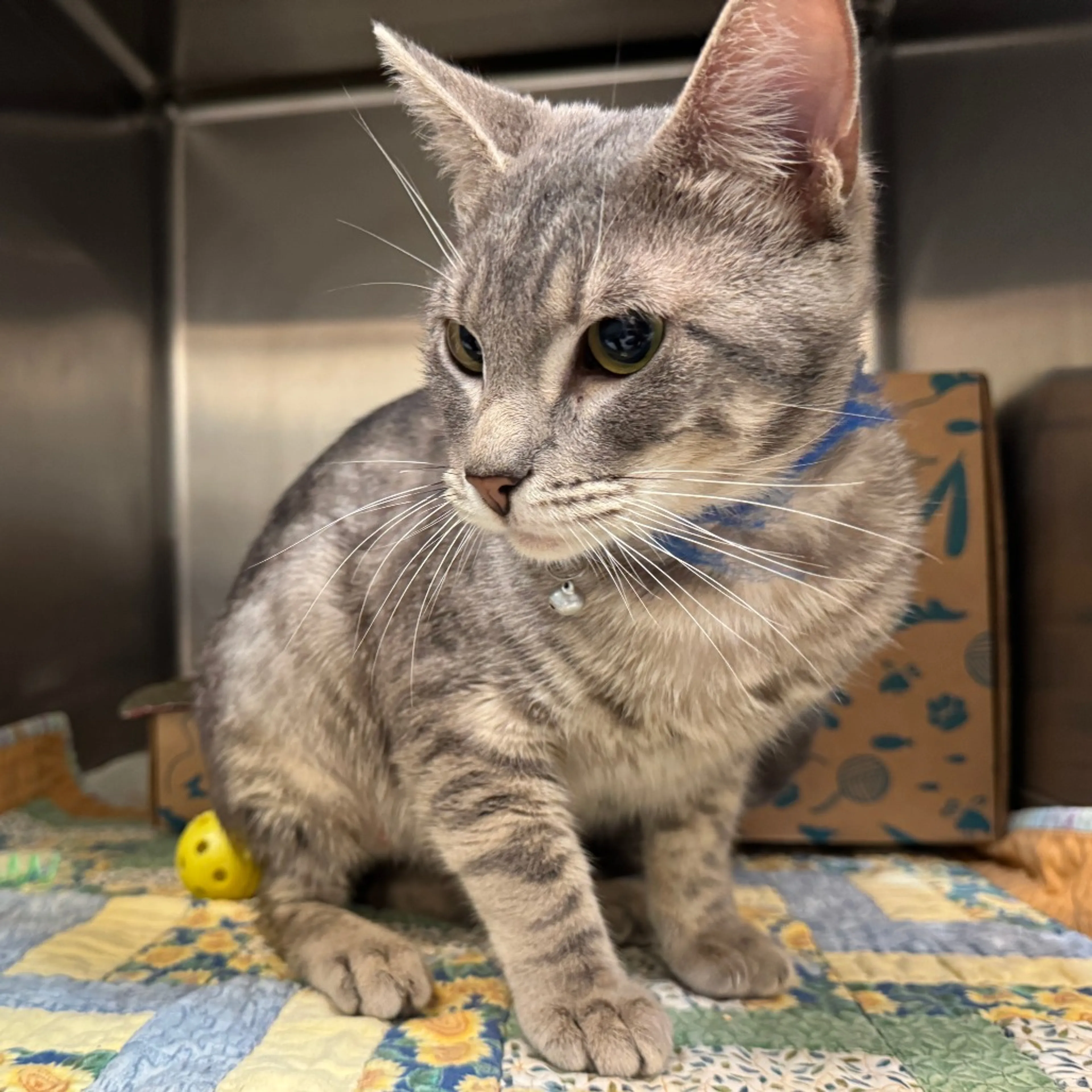 Found pet-1