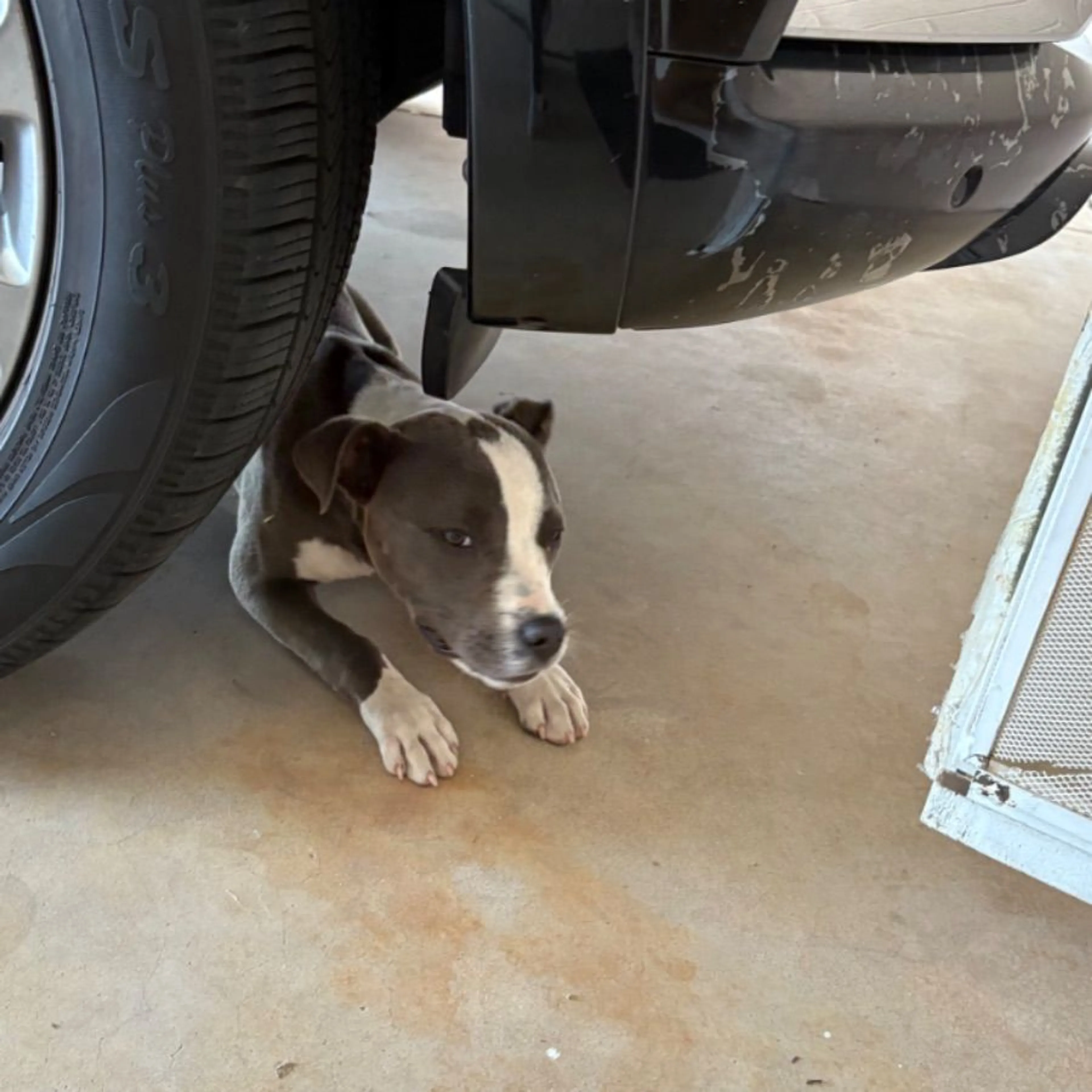 Found pet