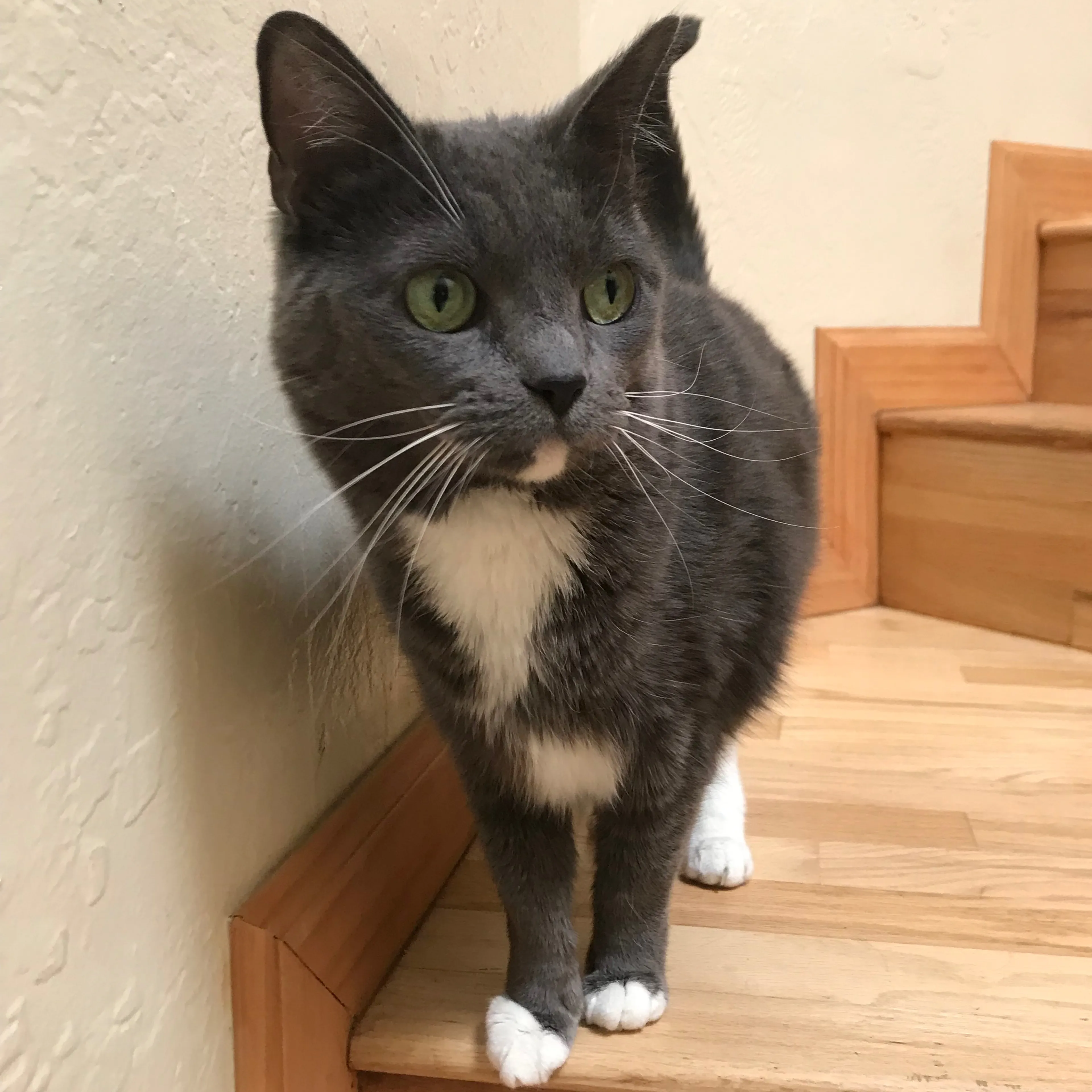 Lost pet-0