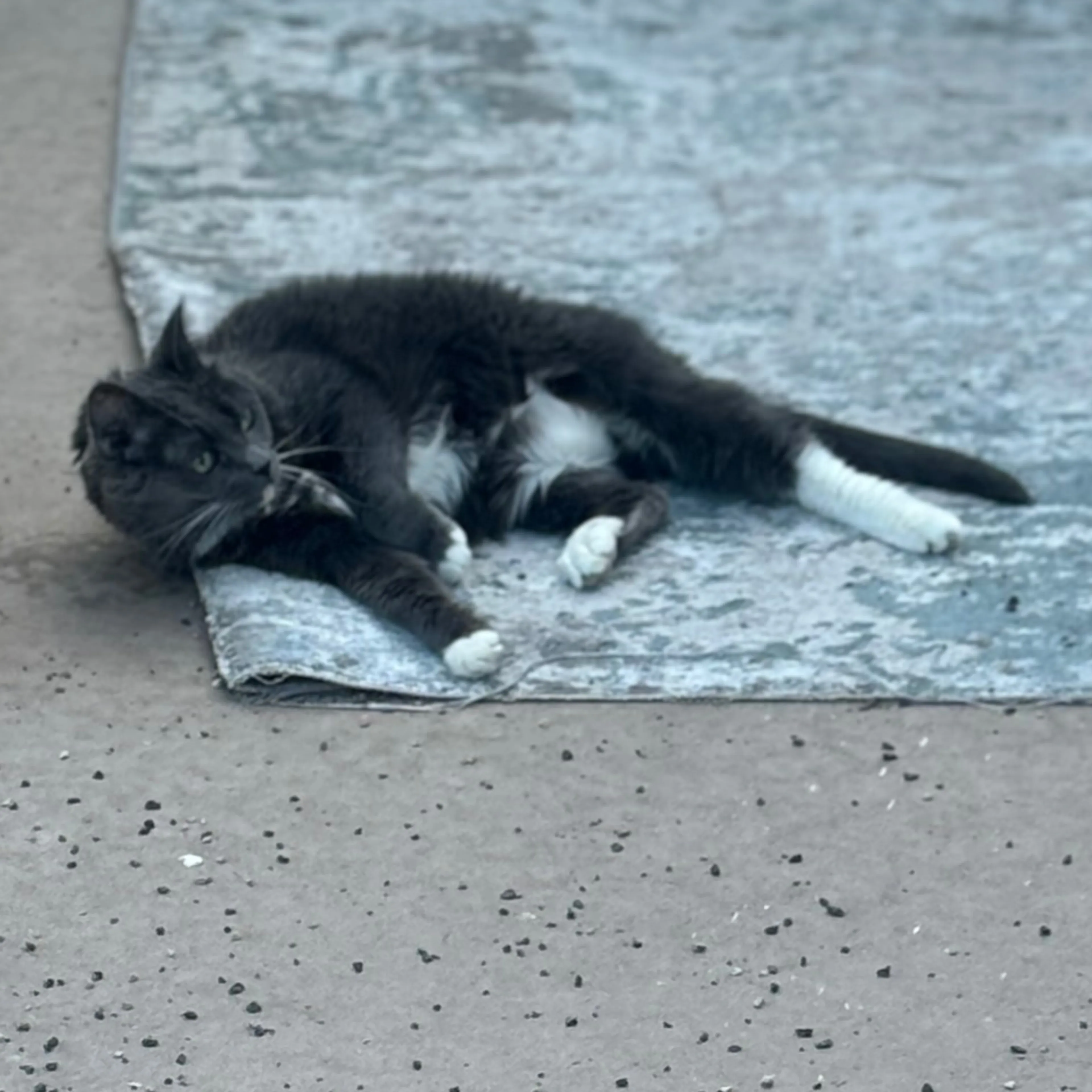 Lost pet-1