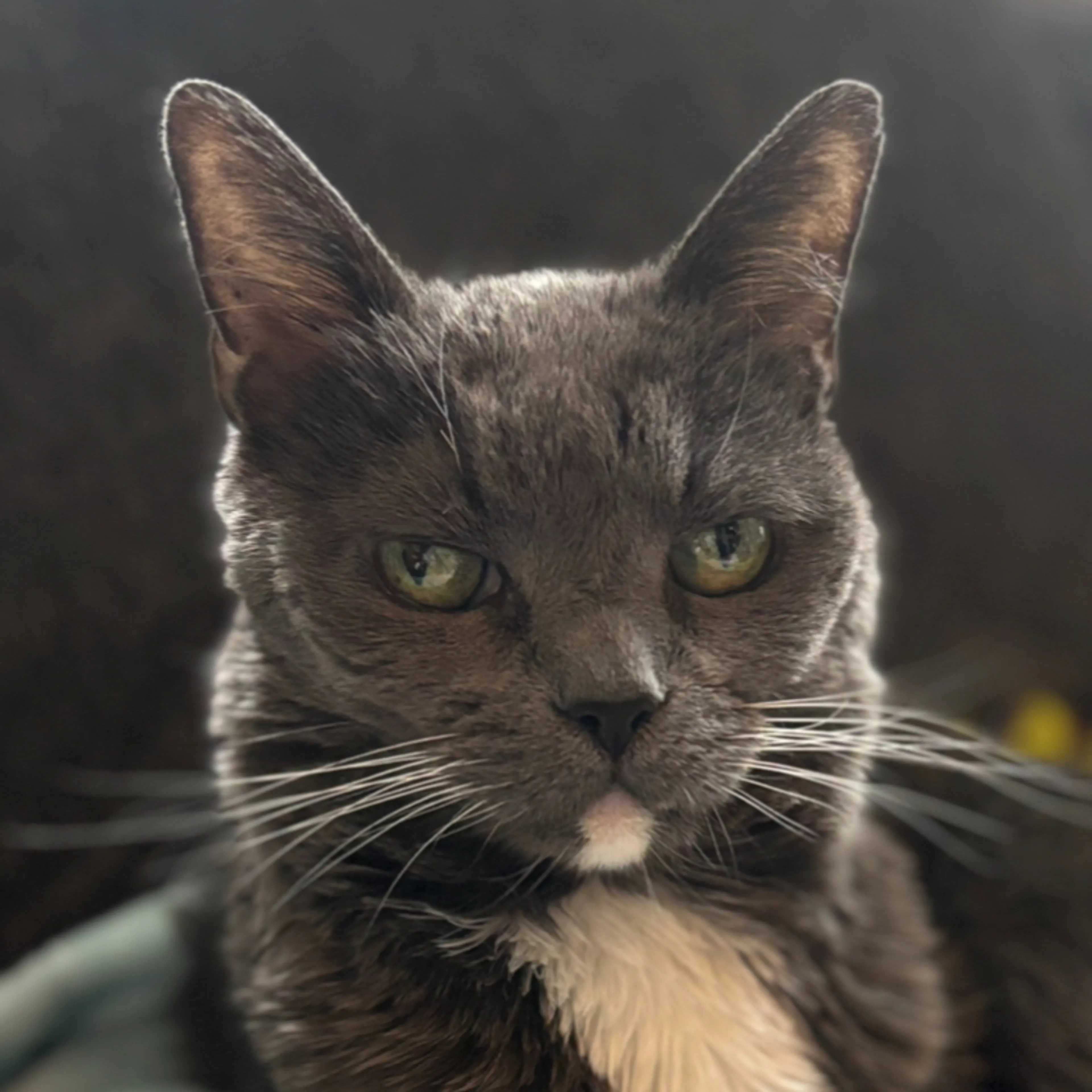 Lost pet-2