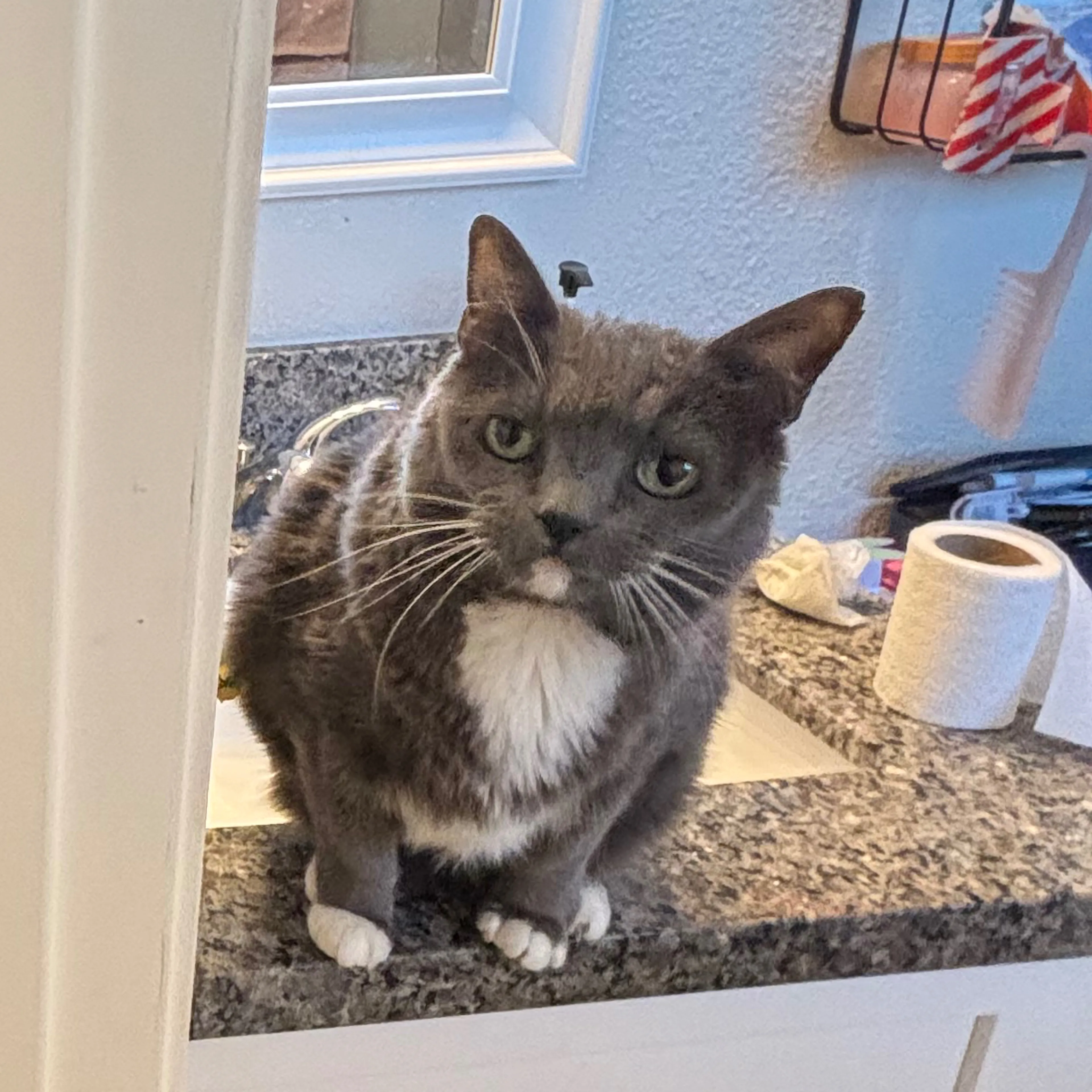 Lost pet-3