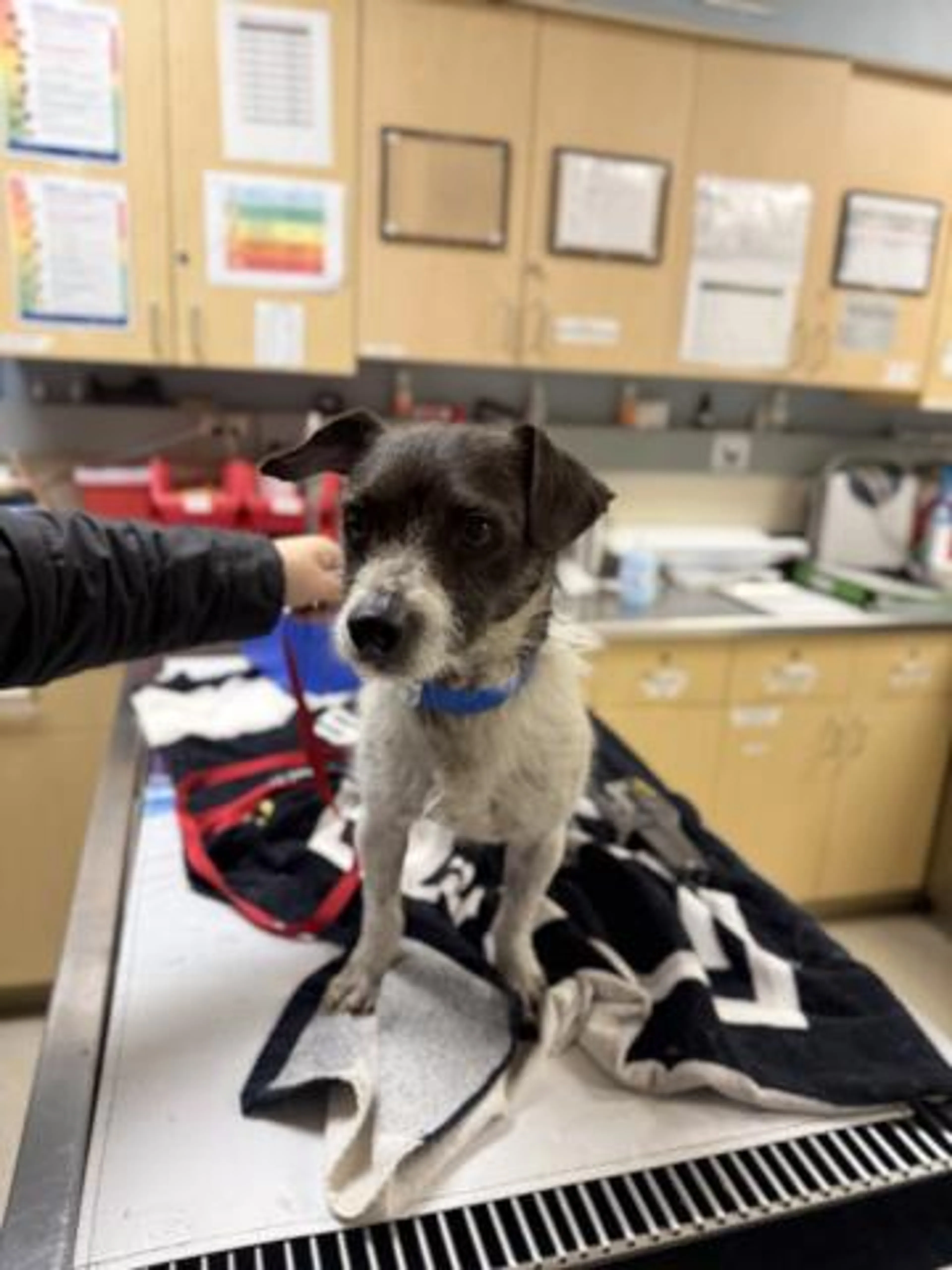 Found pet