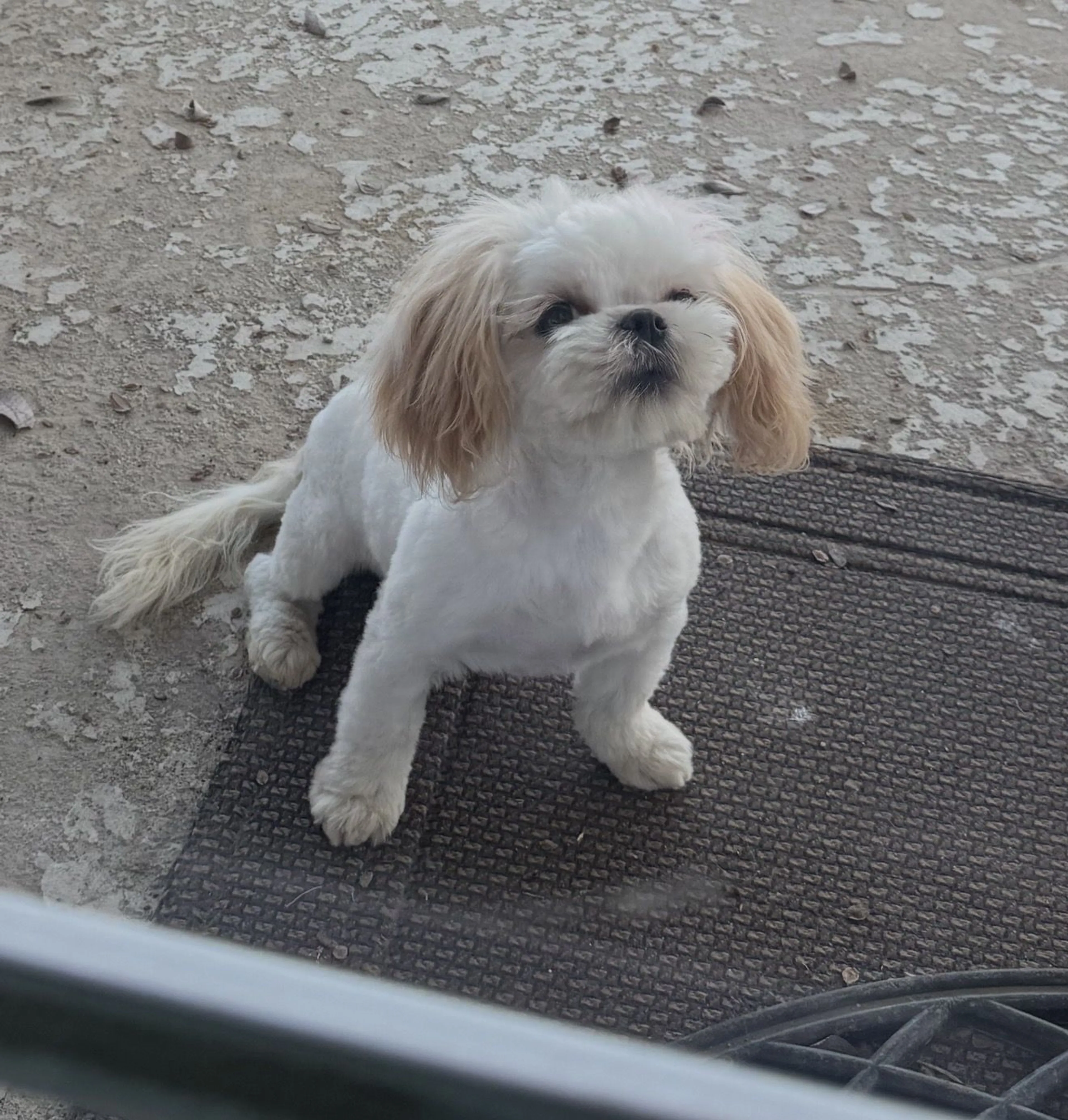 Lost pet