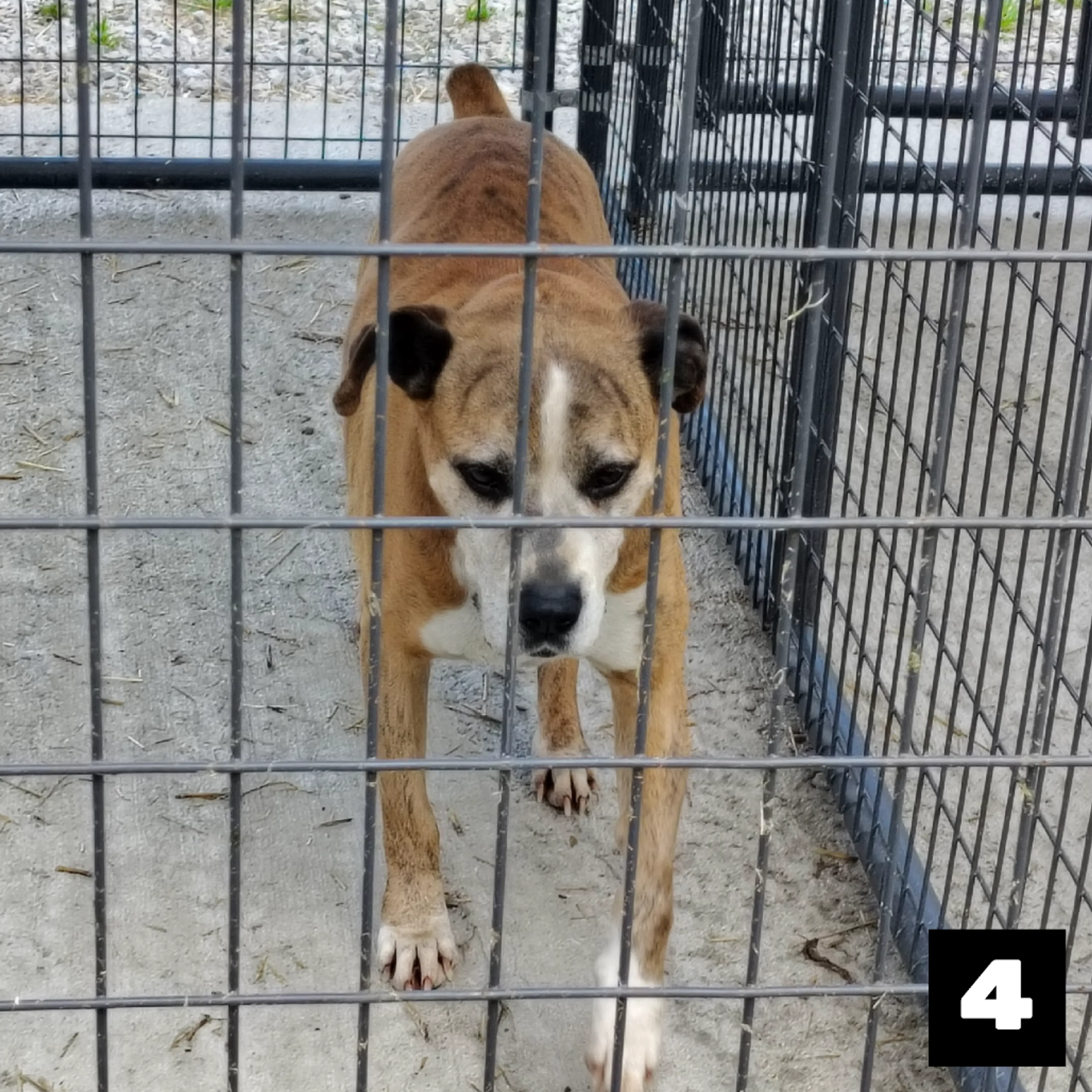Found pet-2