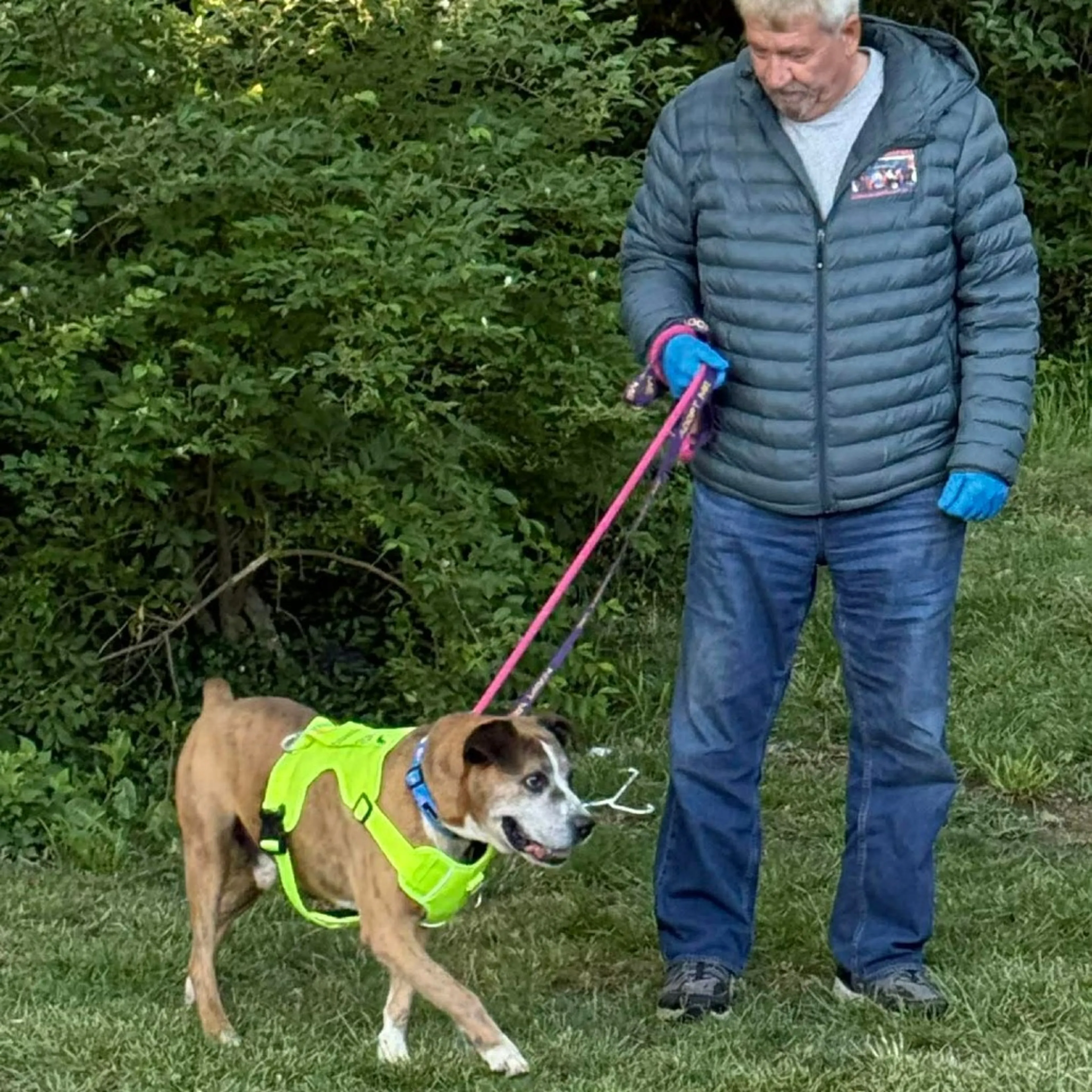 Found pet-1