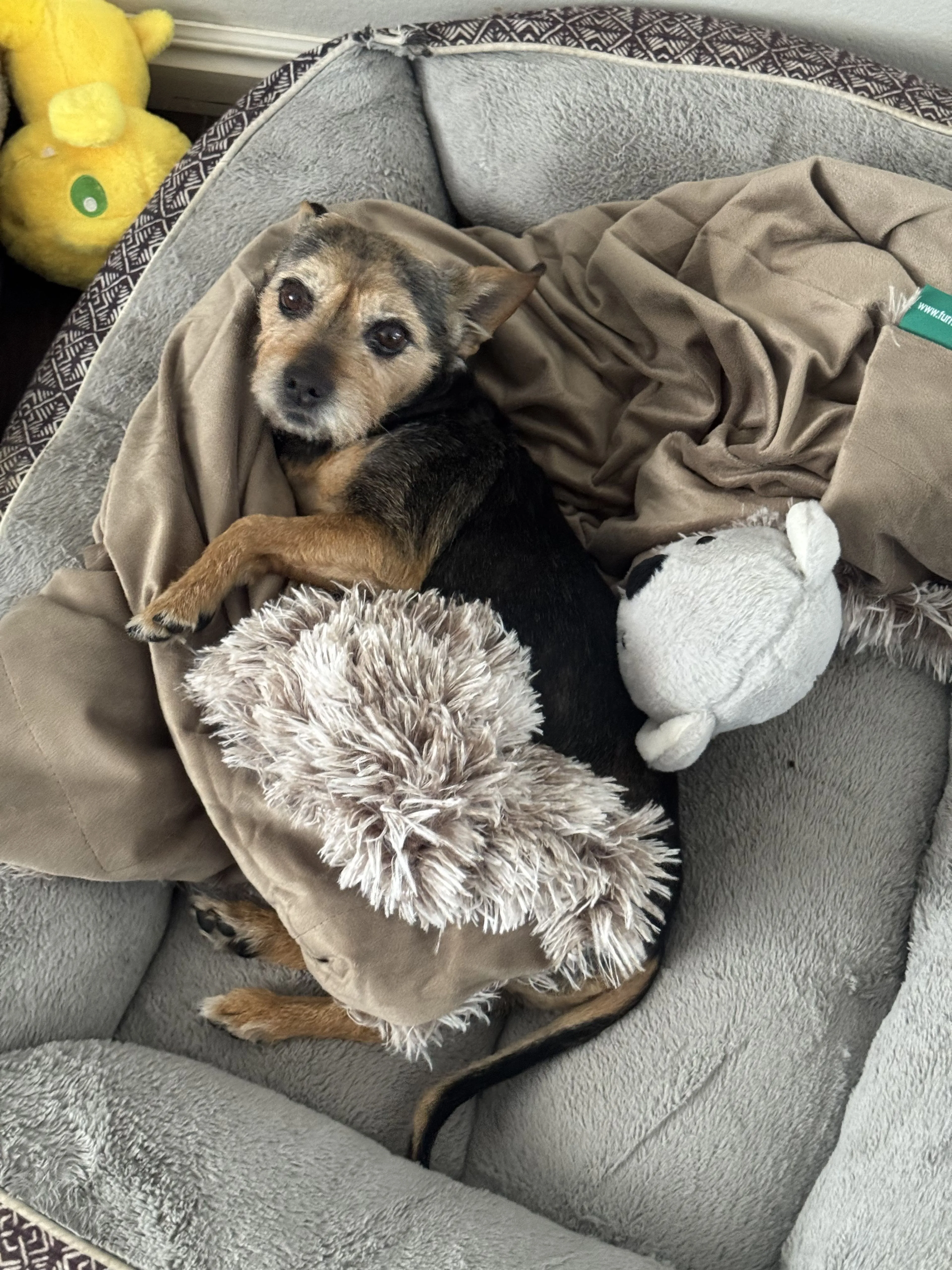 Lost pet