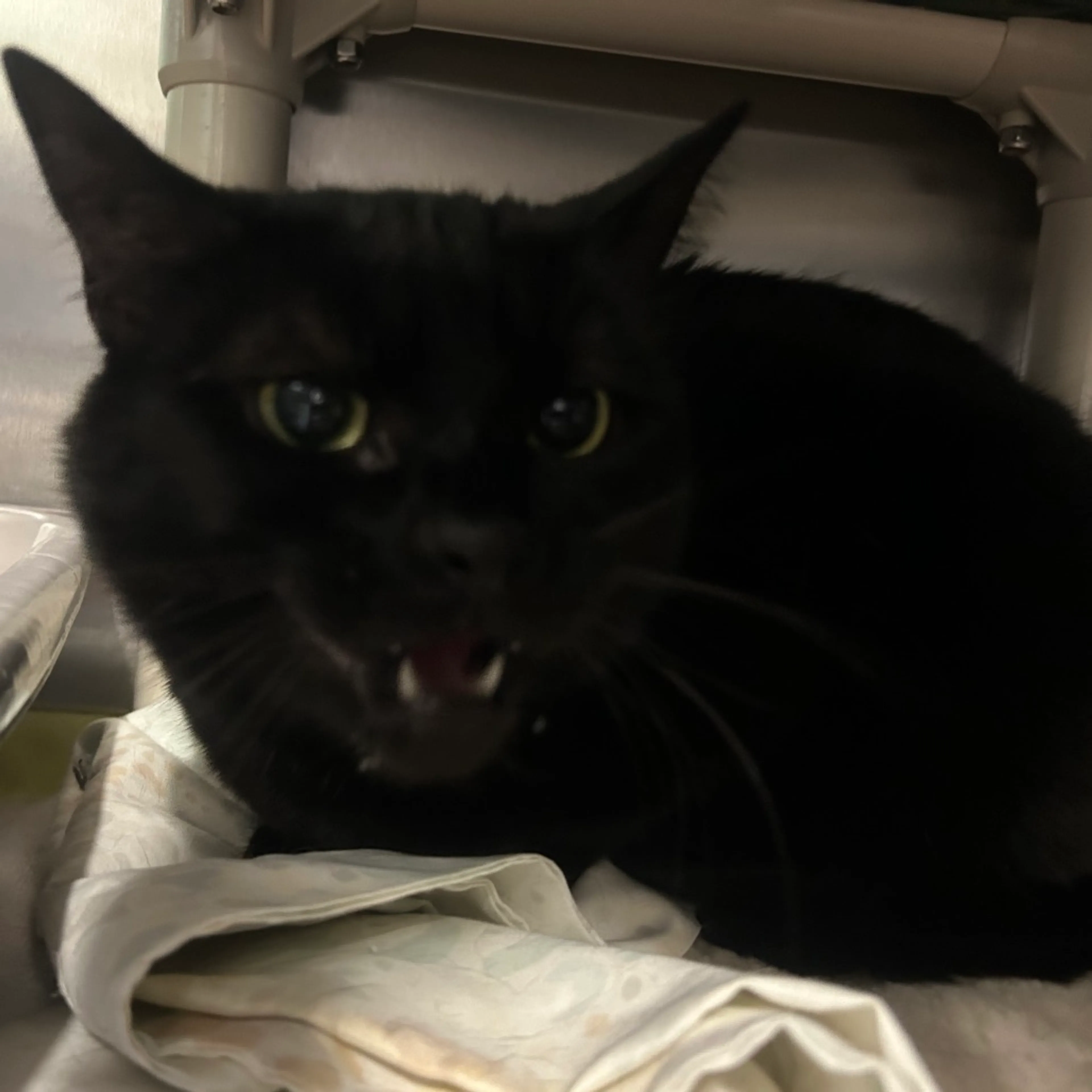 Found pet