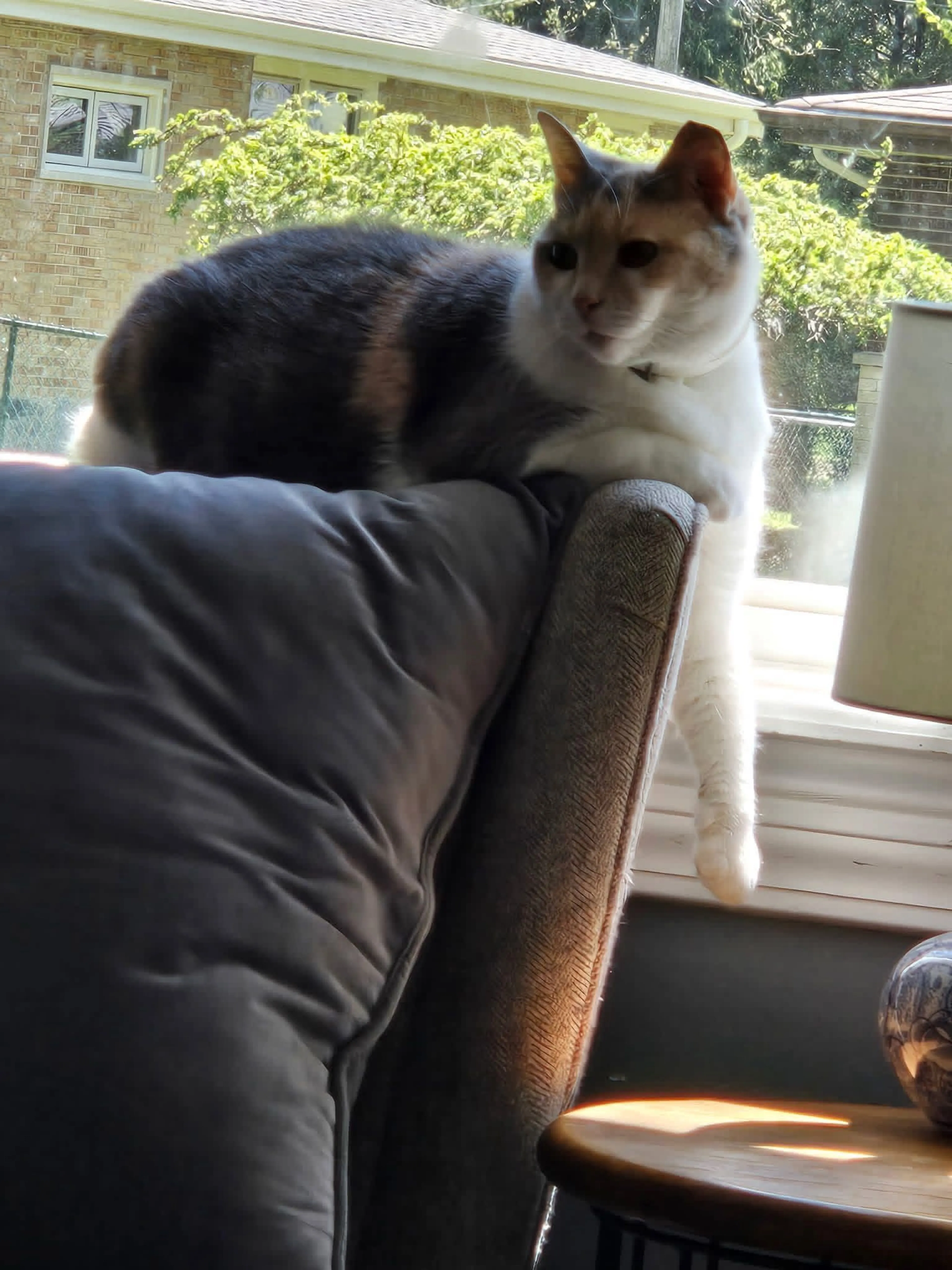 Lost pet
