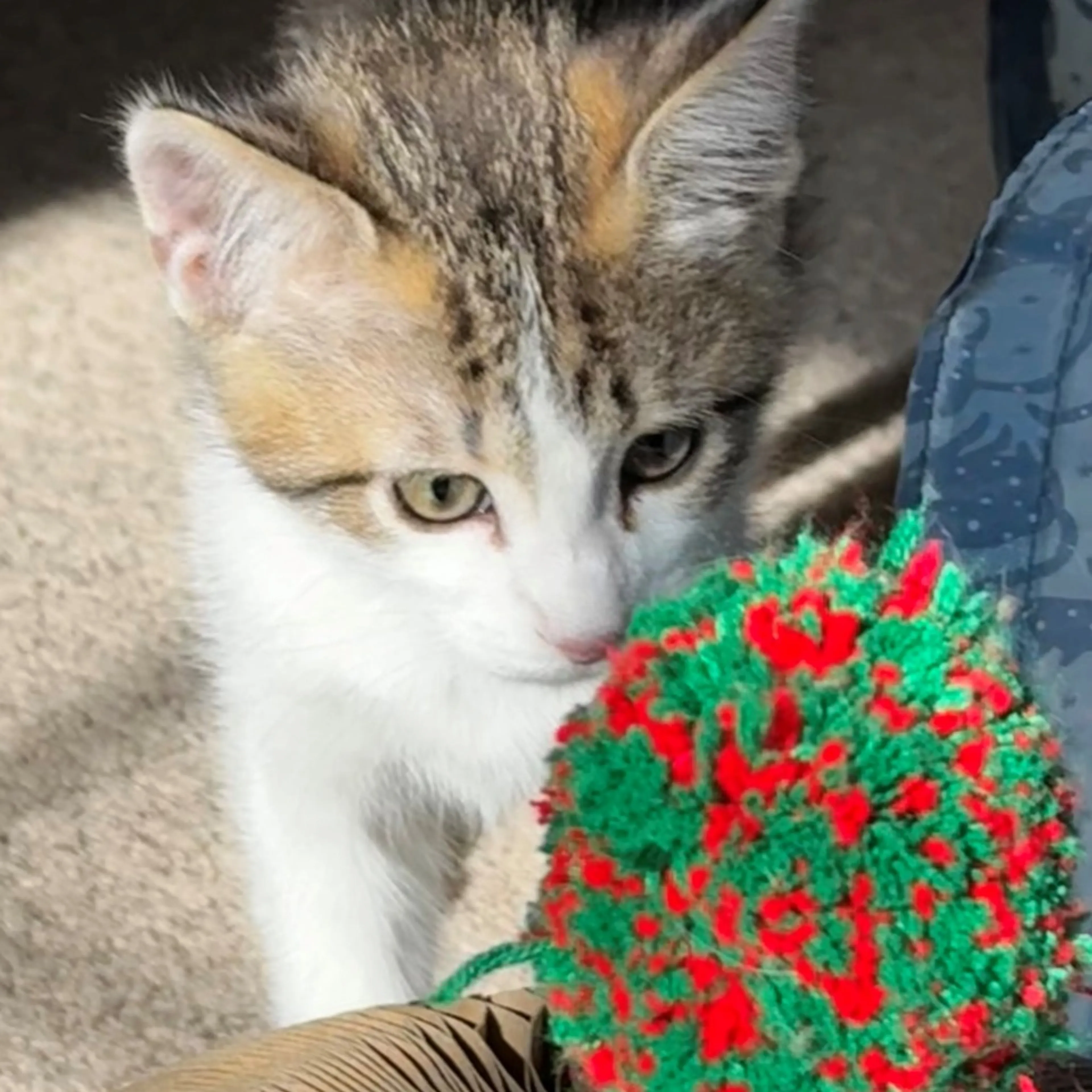 Found pet