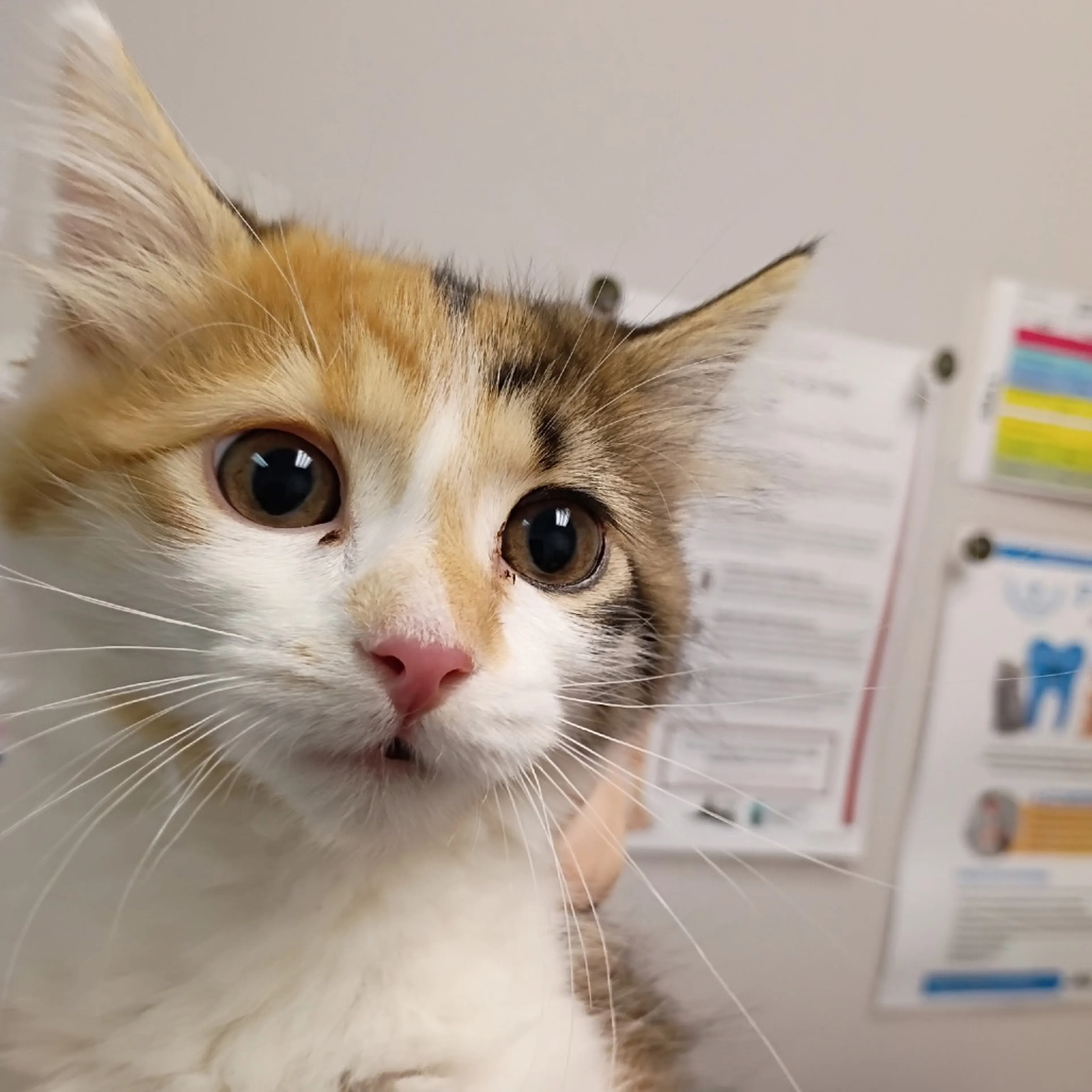 Found pet-1
