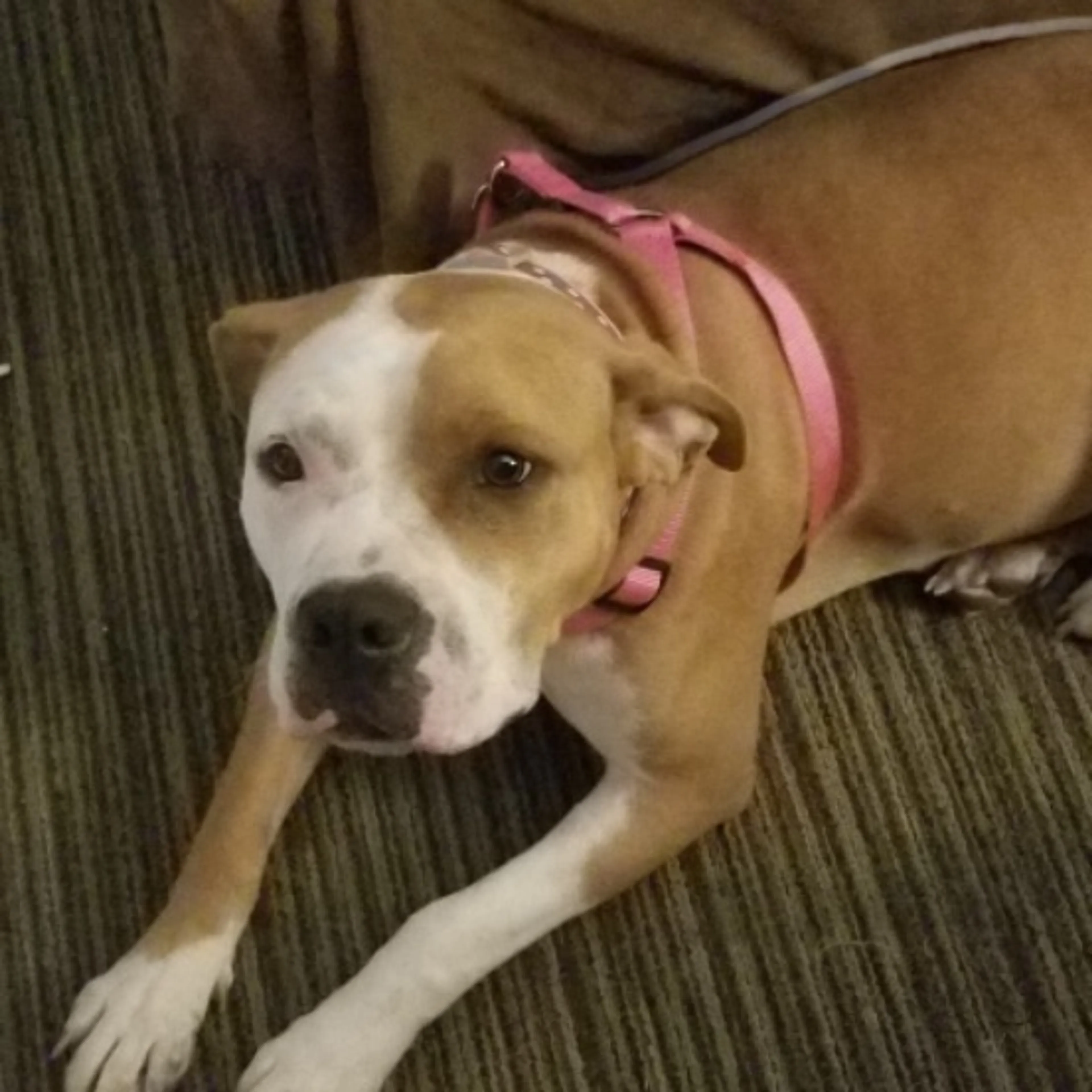 Lost pet