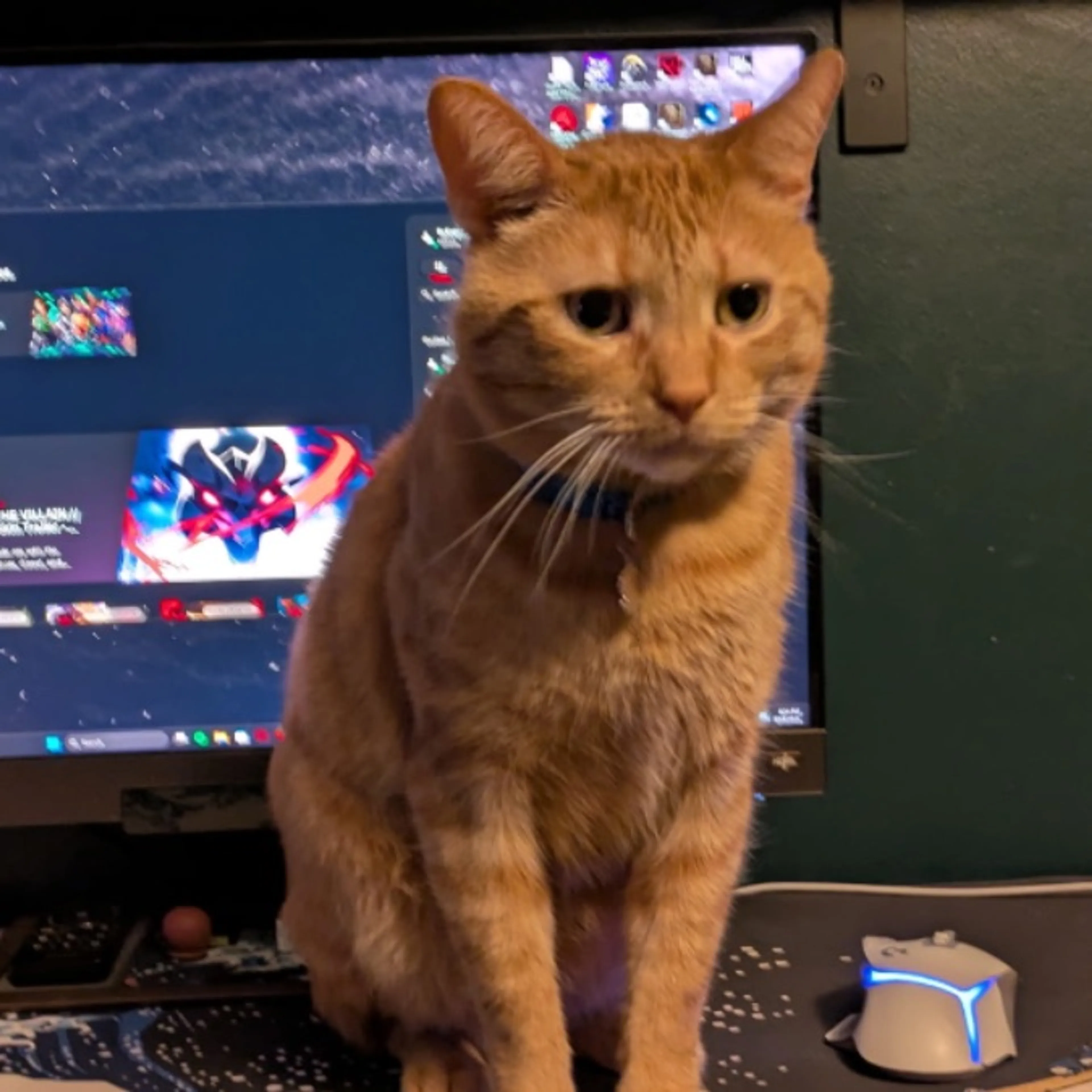 Lost pet