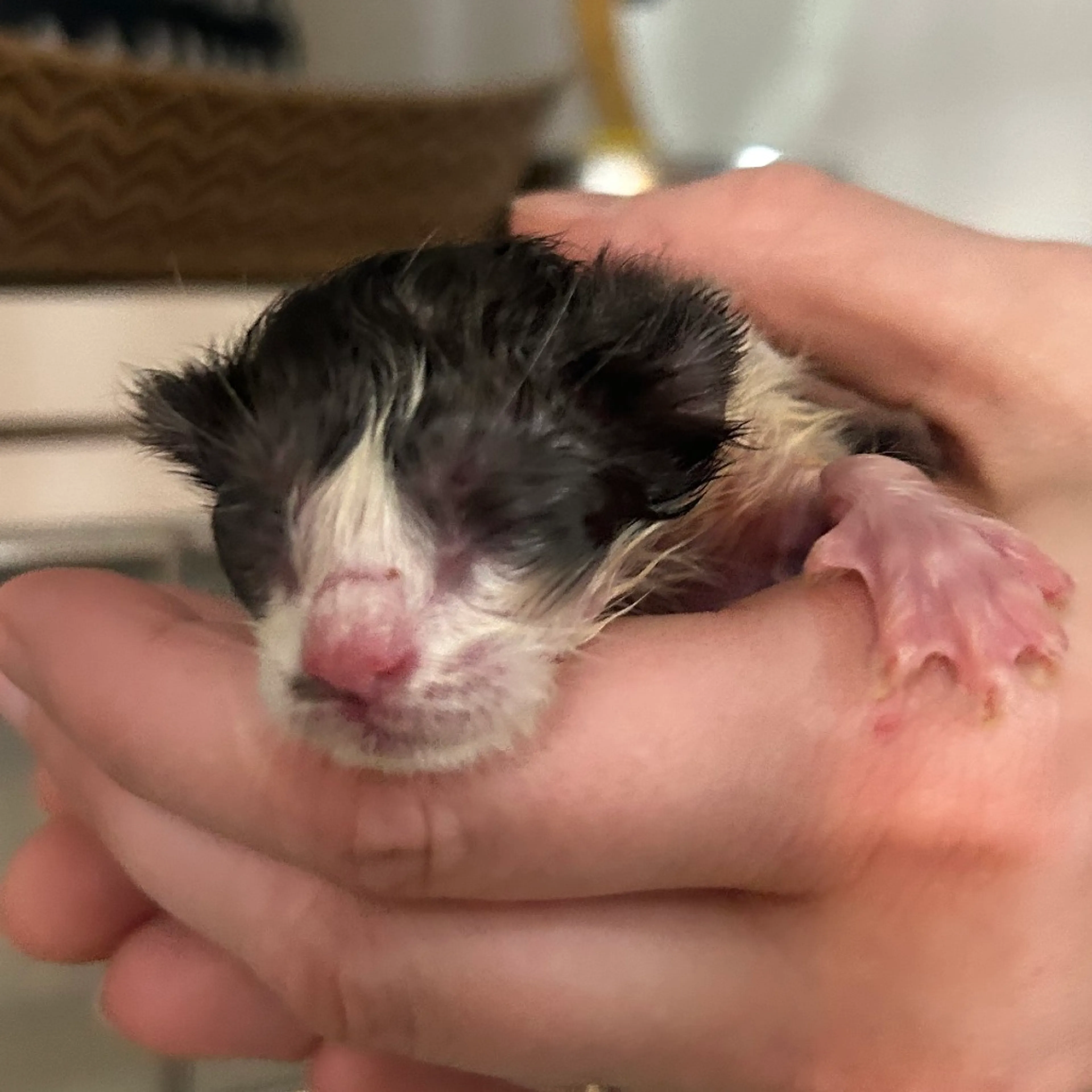 Found pet
