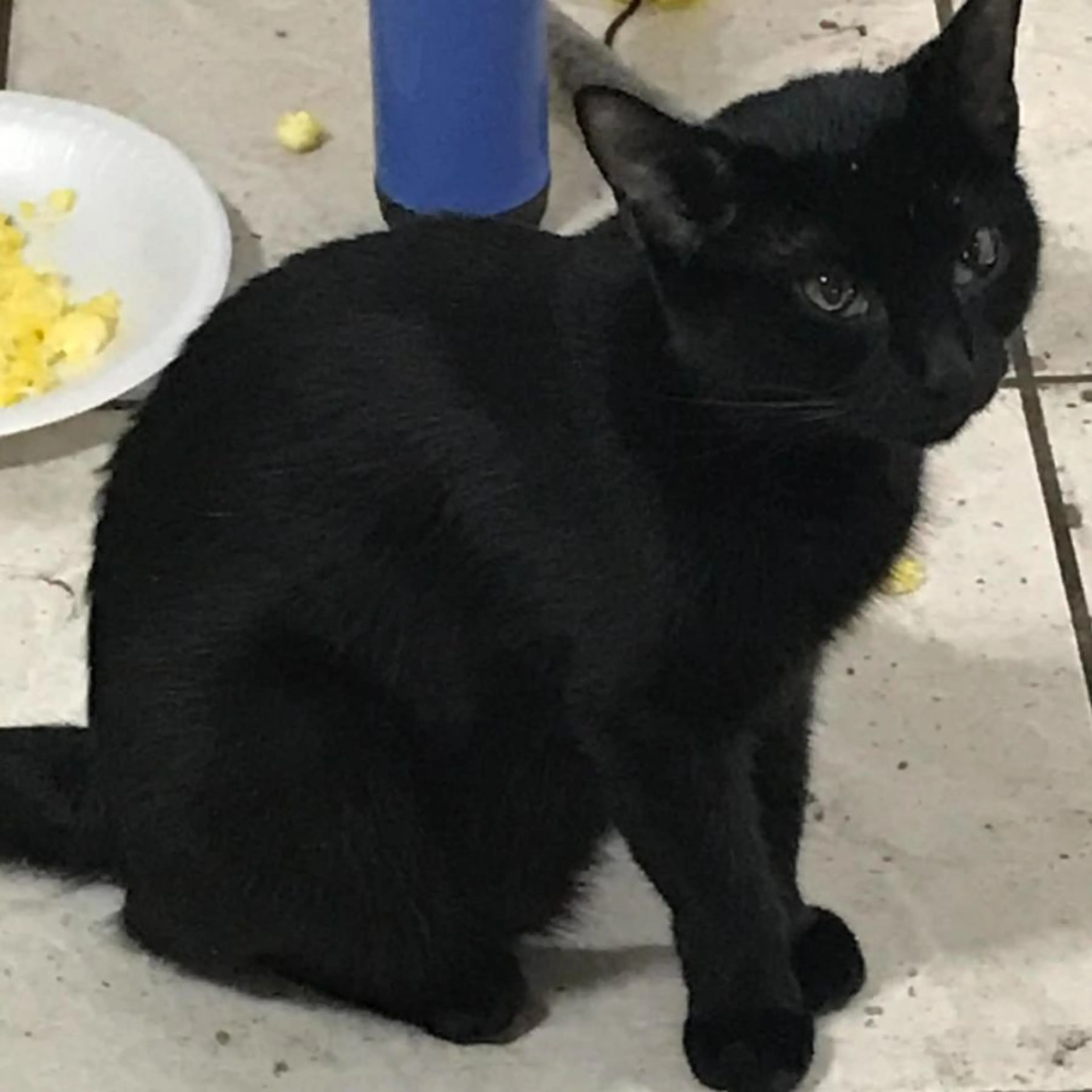 Lost pet