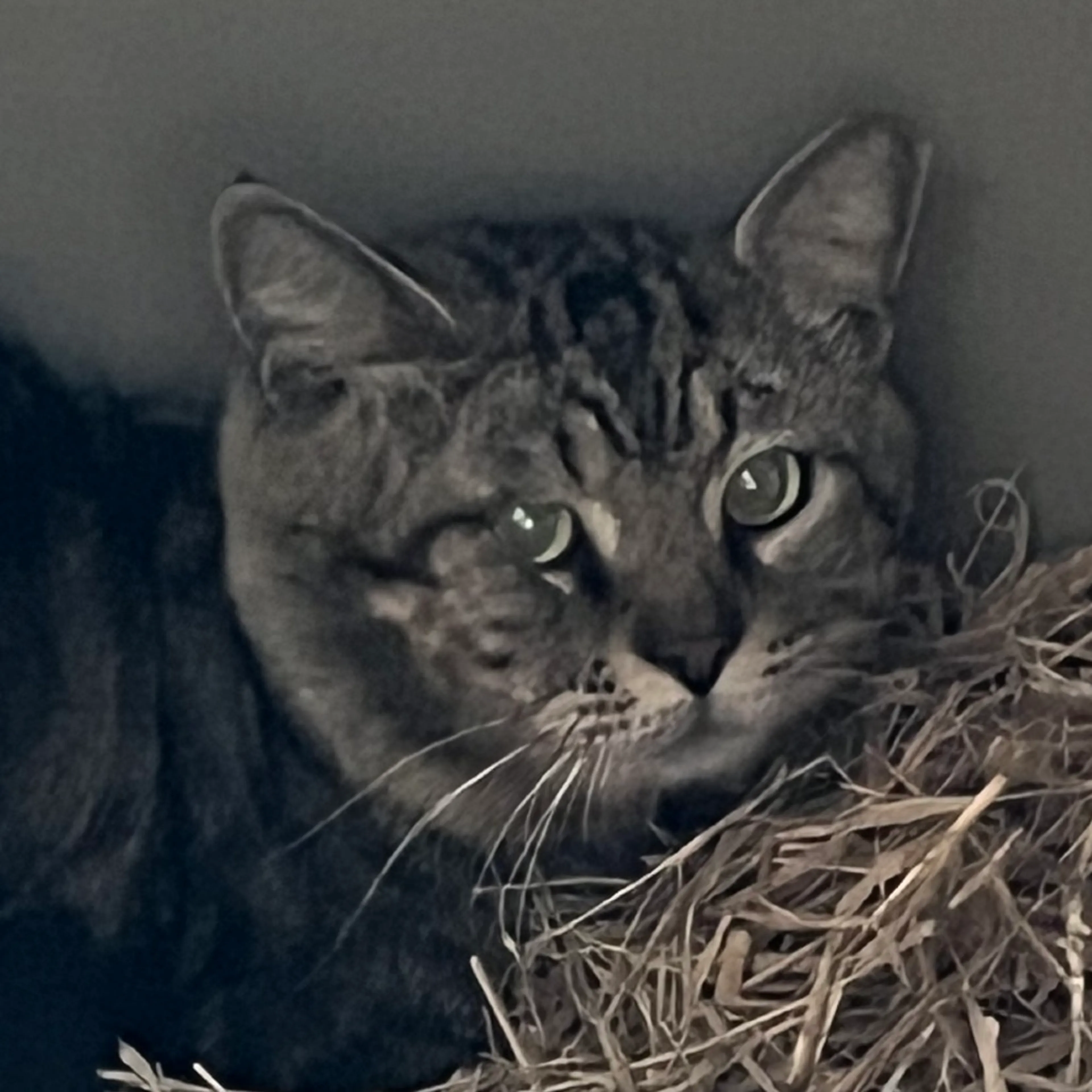 Found pet