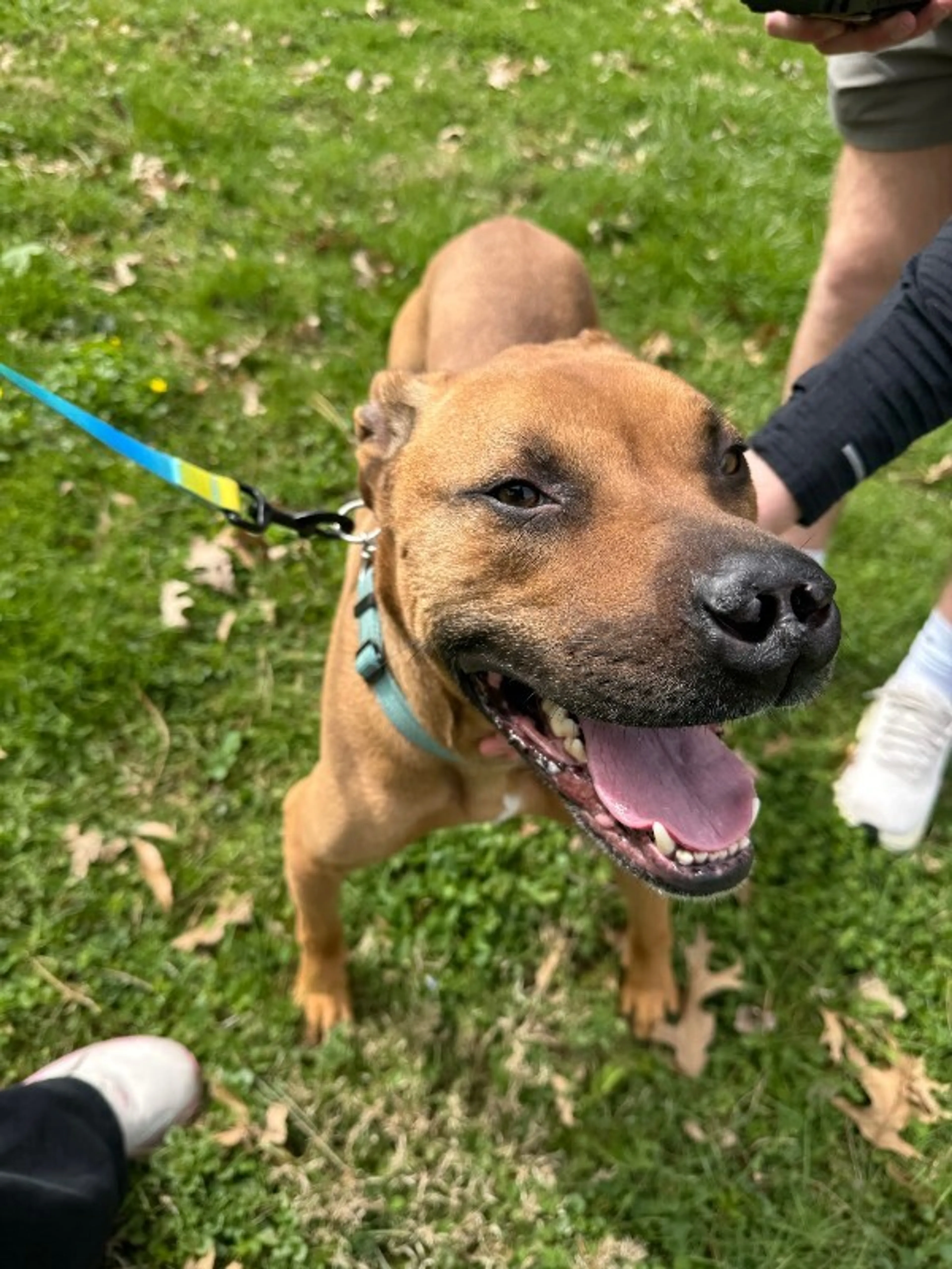 Found pet-6